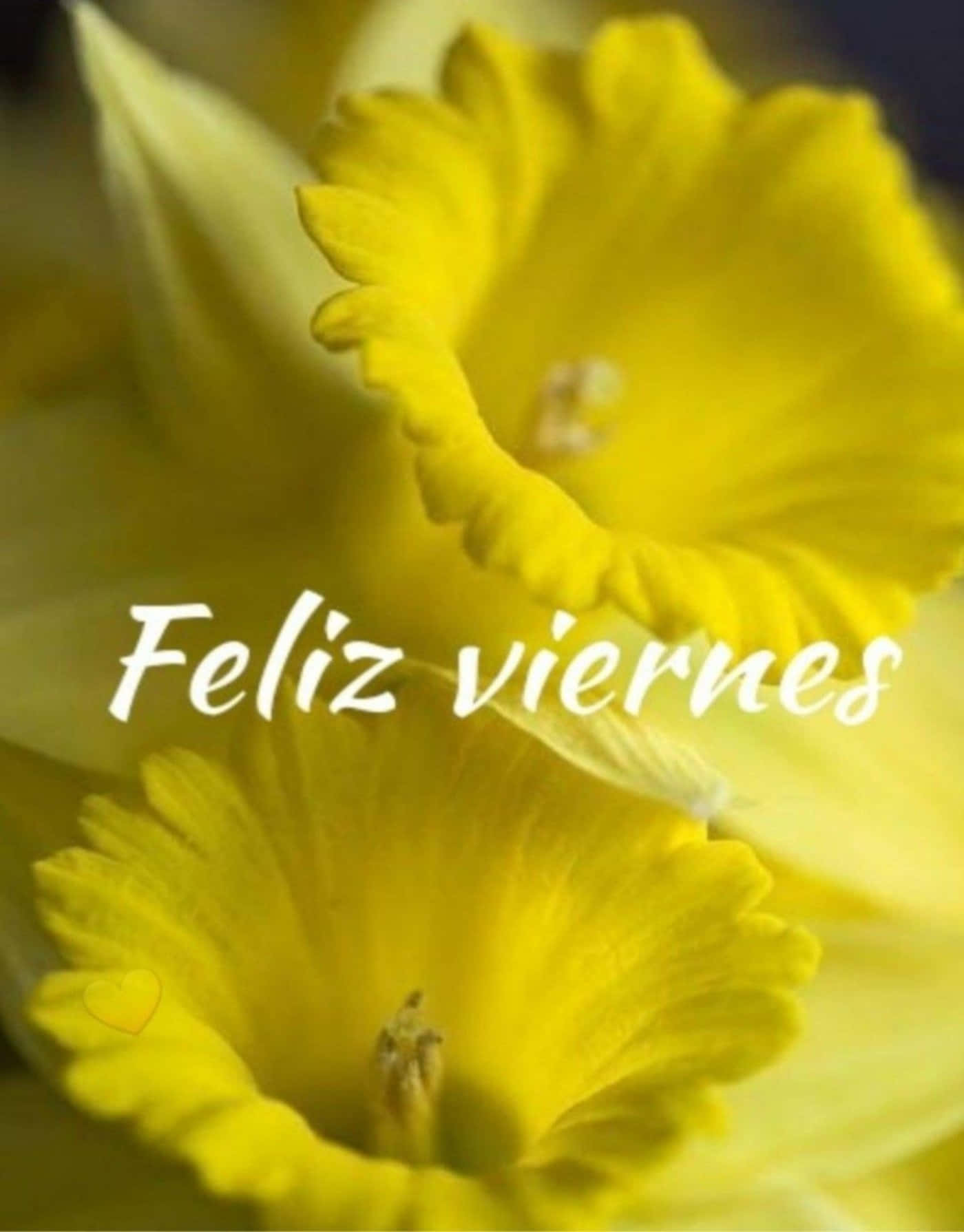  壁紙 — 柔焦的鮮黃色水仙花，帶有「Feliz viernes」文字疊加。