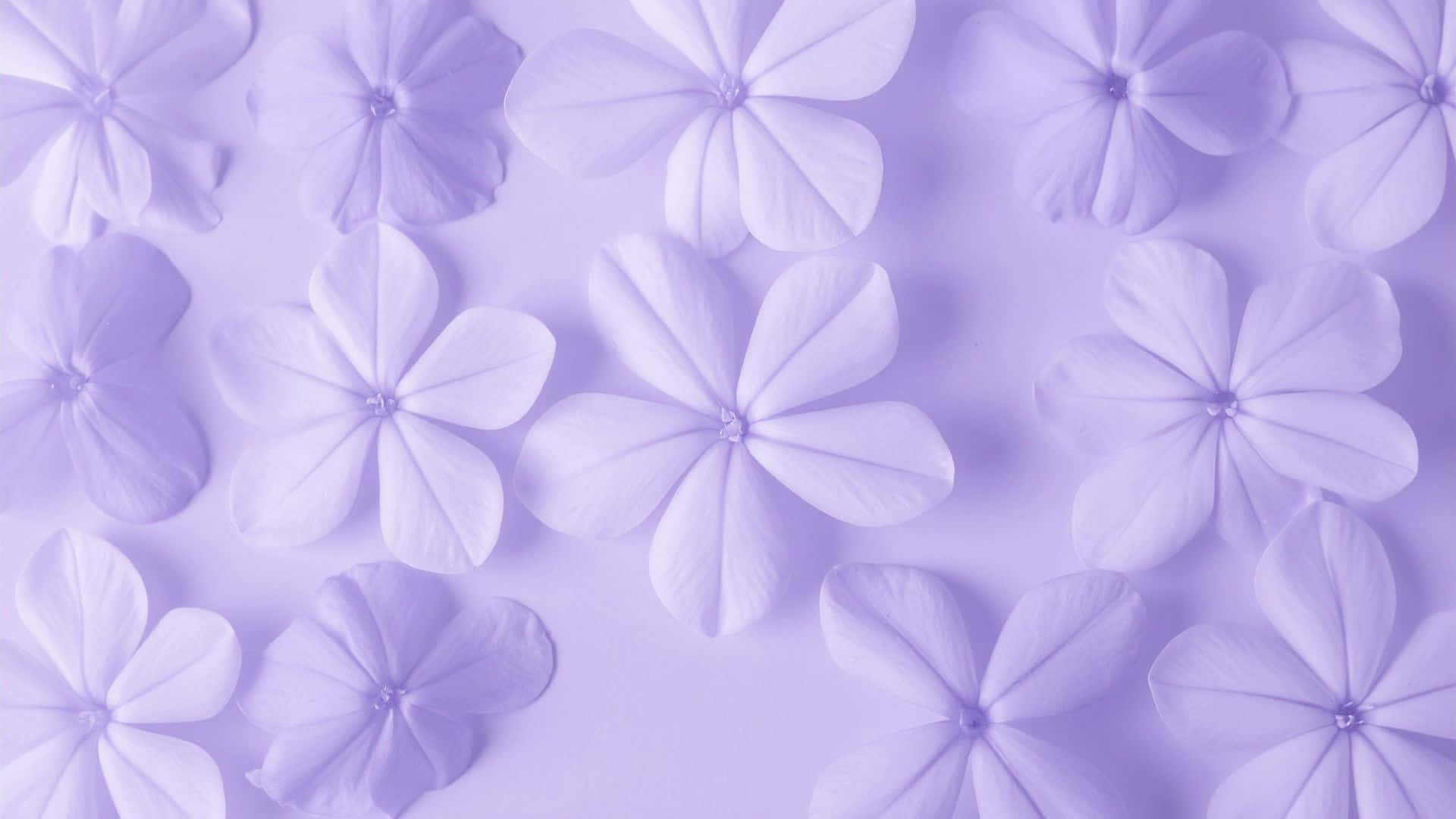  壁紙 — 柔軟的薰衣草紙花以柔和的重複圖案排列在相配的粉彩背景上。
