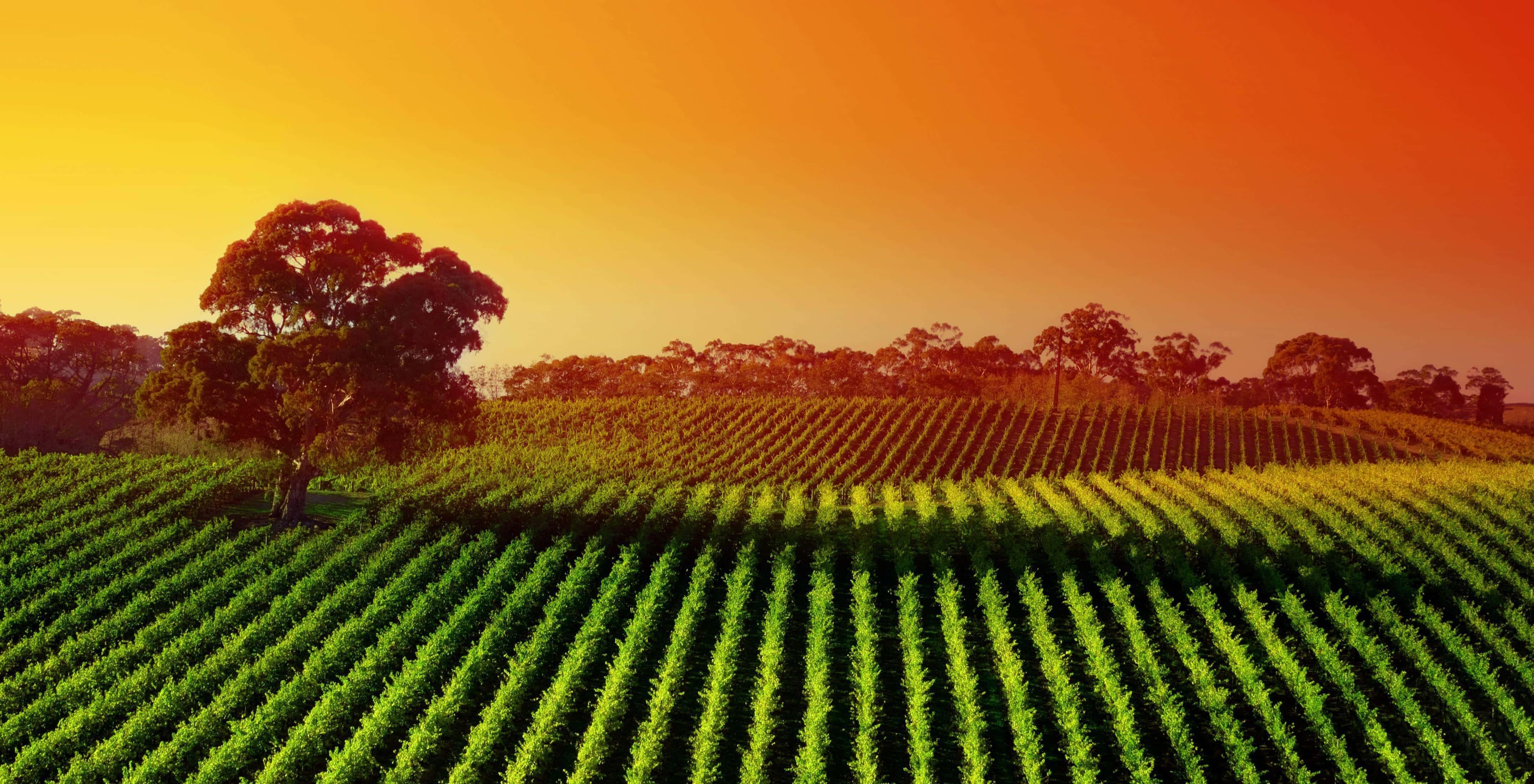 Sustainable Agriculture 桌布 壁紙 — 一排排充滿活力的綠色藤蔓在火紅的橙色日落天空下延伸至起伏的山丘。