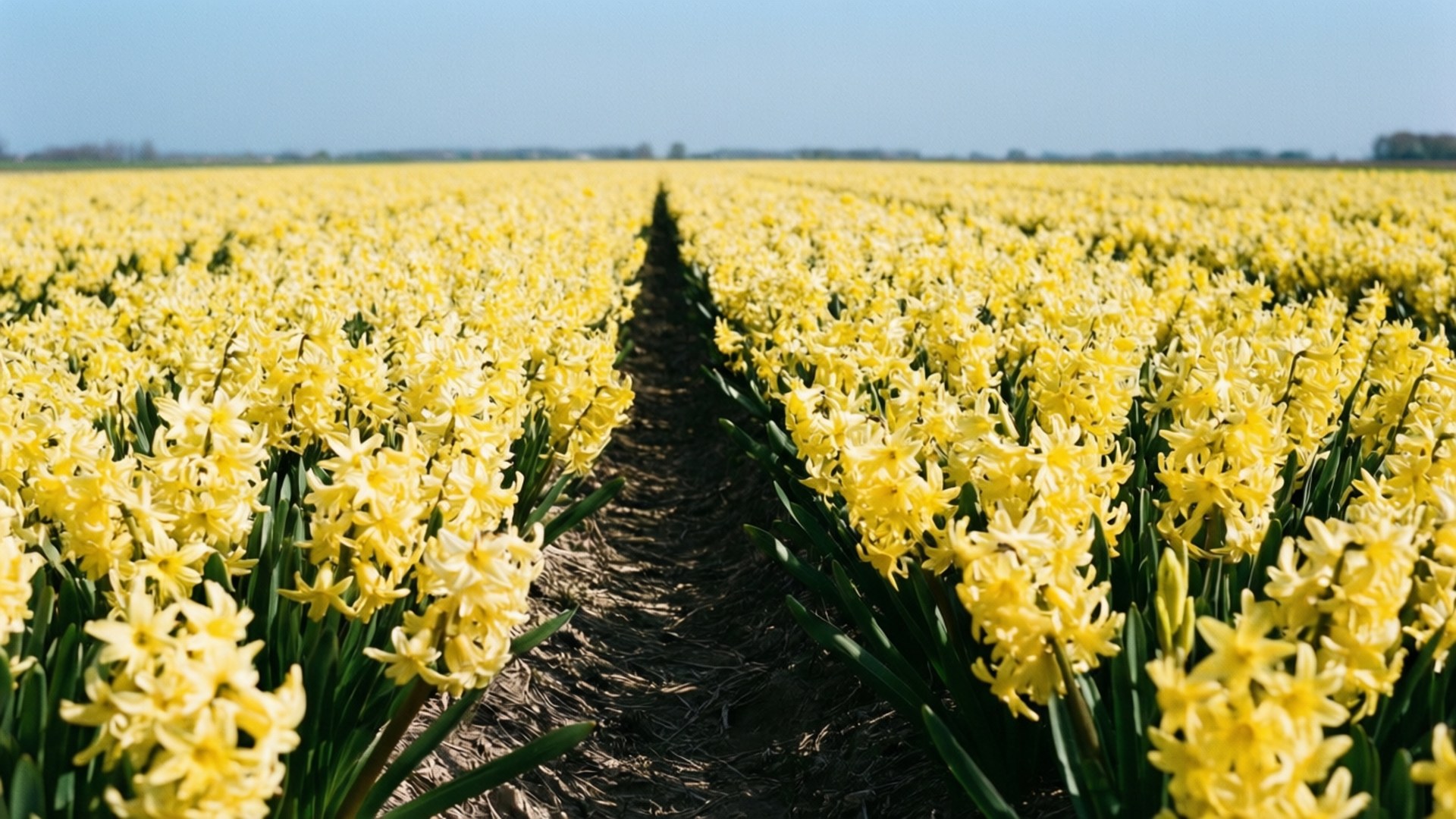Hyacinth 桌布 壁紙 — 一排排鮮黃色的水仙花在晴朗的藍天下延伸至遠方，形成一條金色的花卉走廊。