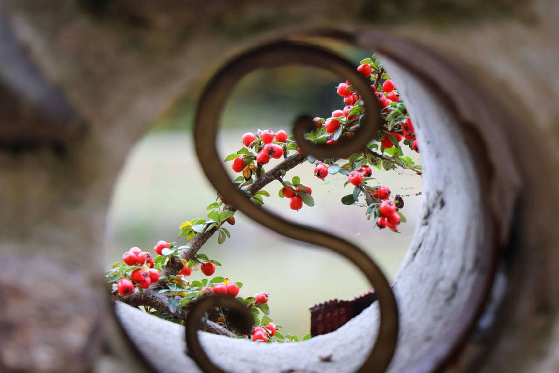 莓果裝飾字母 S 壁紙 — 鮮紅的漿果簇擁在樹枝上，透過一個質樸的S形金屬門，背景柔和模糊。