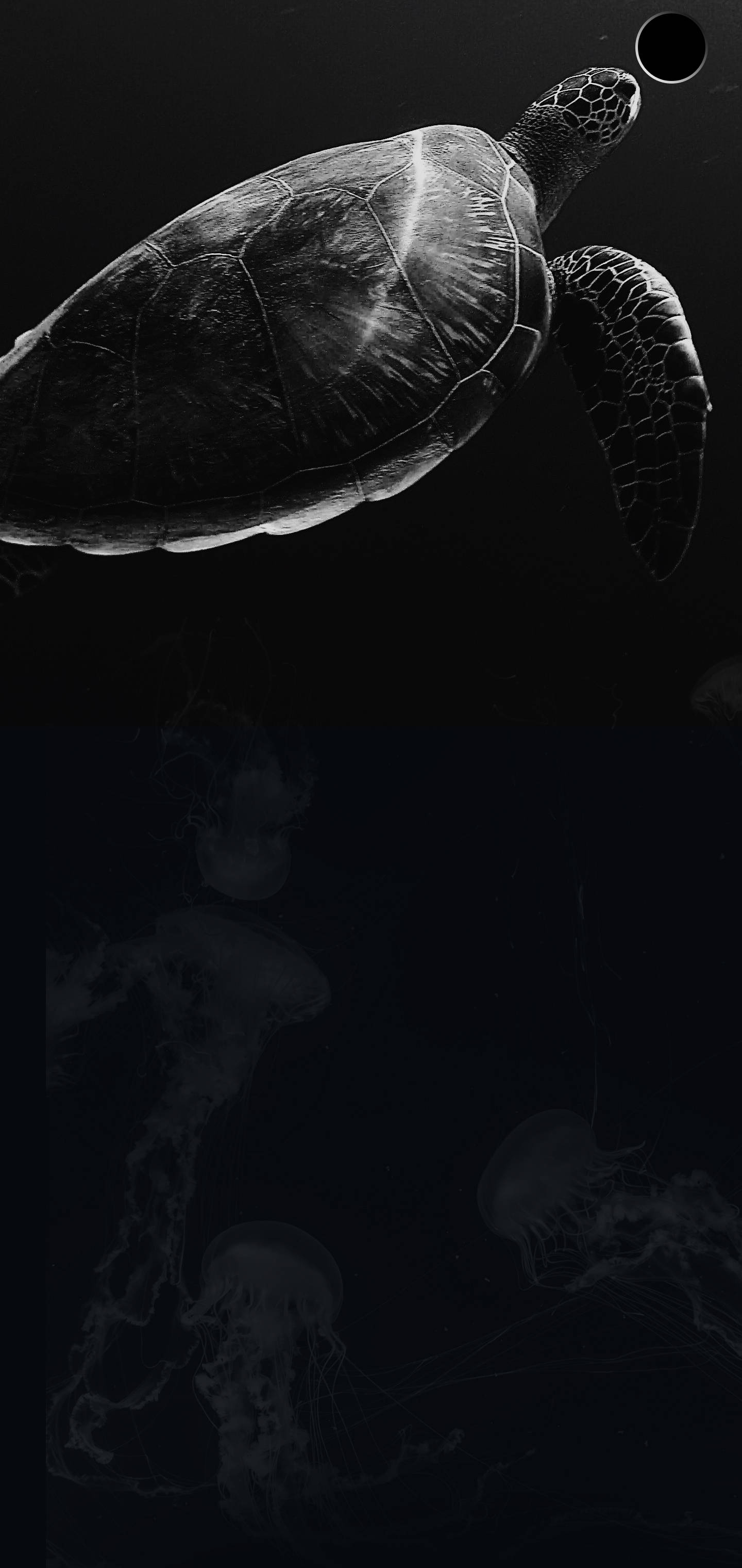 S10+ 黑色海龜壁紙 壁紙 — 一隻單色海龜在深海中滑行，下方有發光的水母在陰暗的黑暗中漂流。