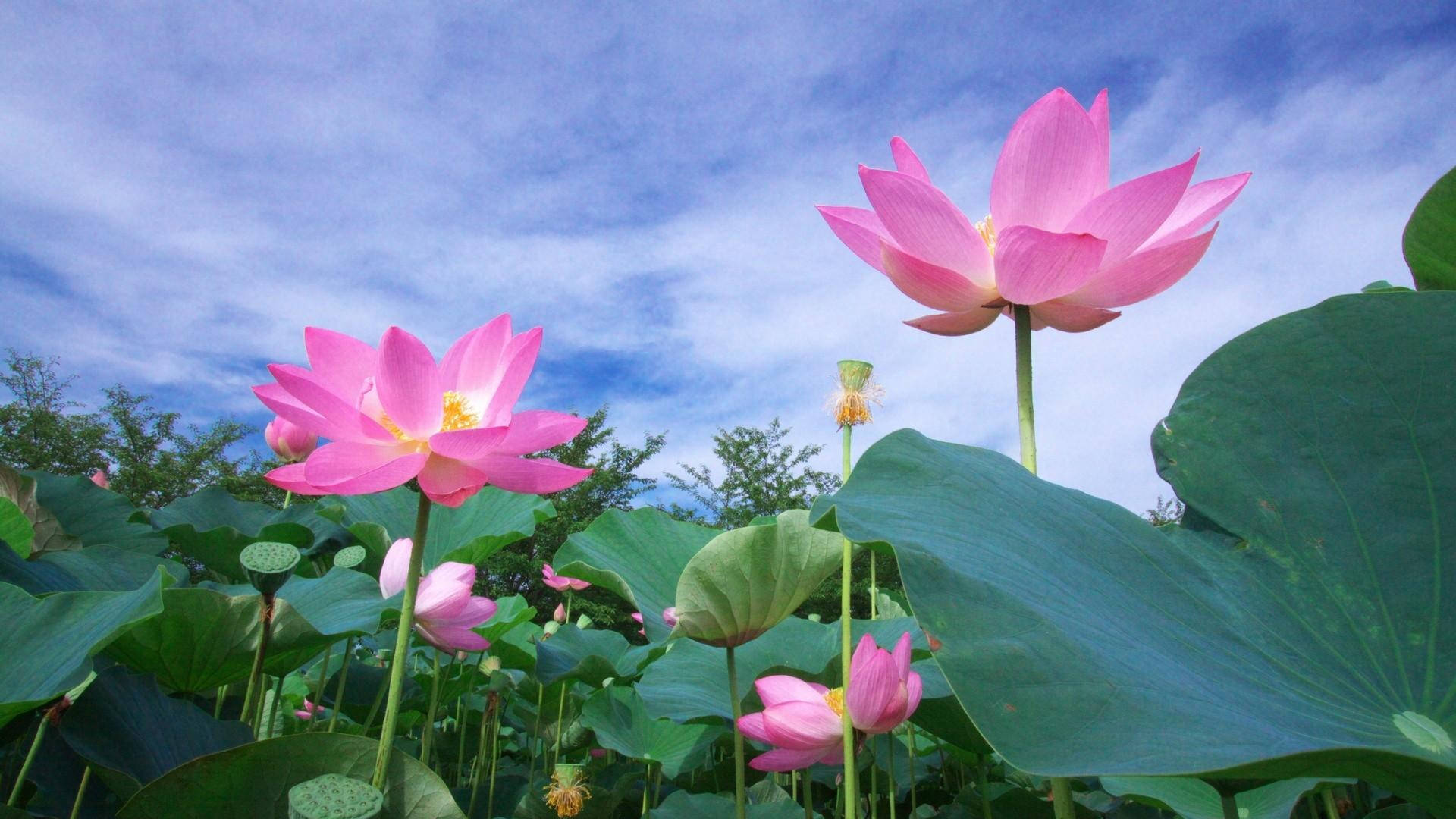 聖潔蓮花向天而生