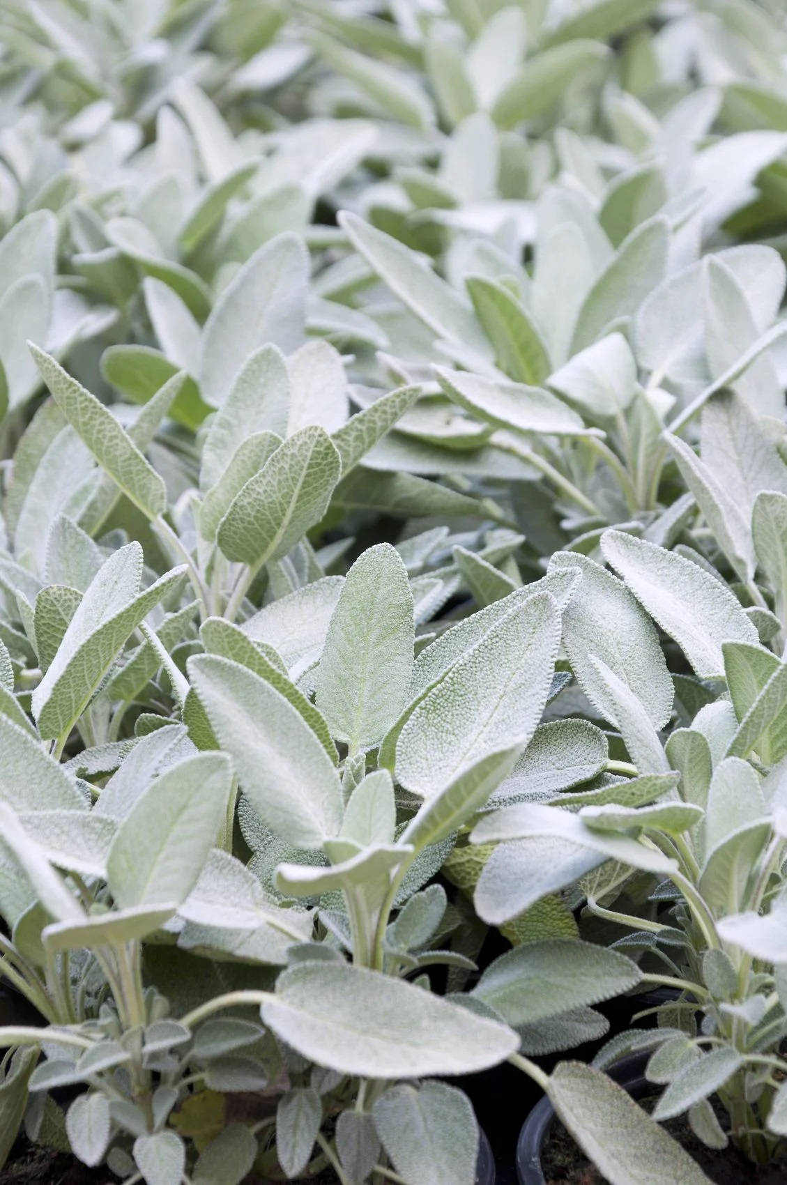 南非 sage 植物 壁紙 — 柔軟銀灰色鼠尾草葉片在散射光下密集排列成盆栽行列的特寫。