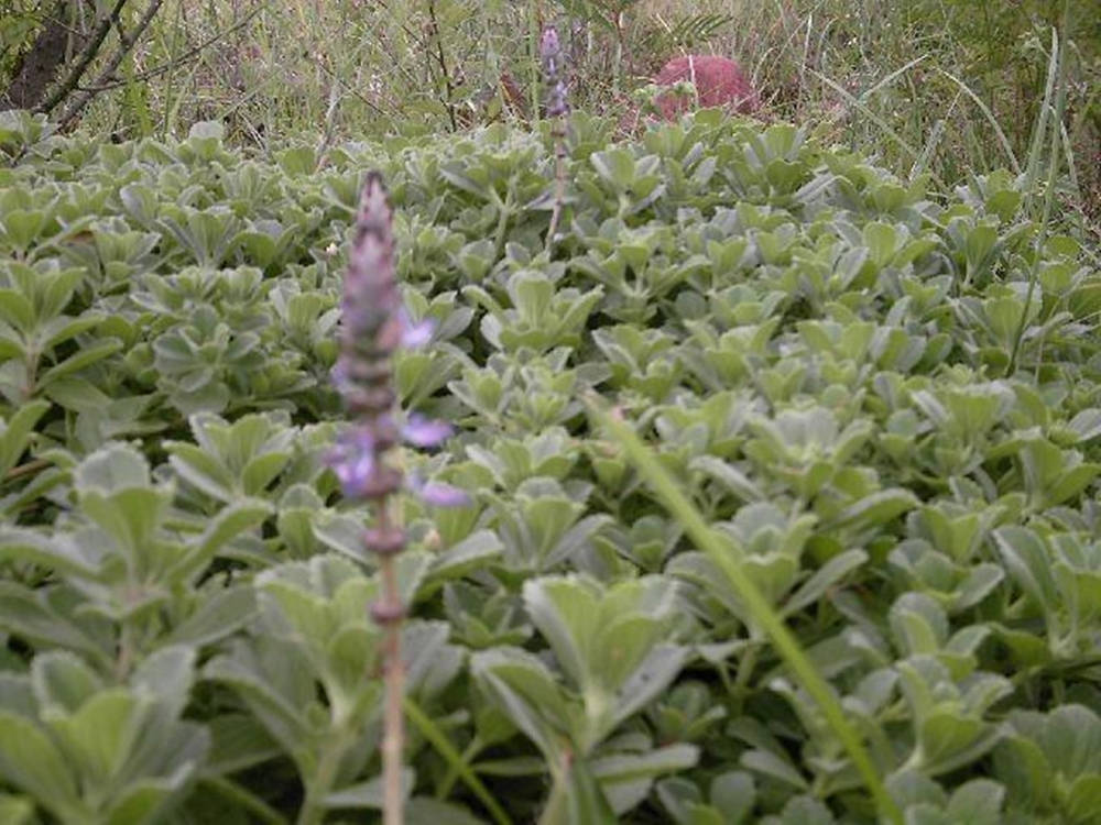 sage 植物田園風景 壁紙 — 自然草地環境中盛開的茂密綠色多肉植物近距離特寫，帶有精緻的紫色花朵。