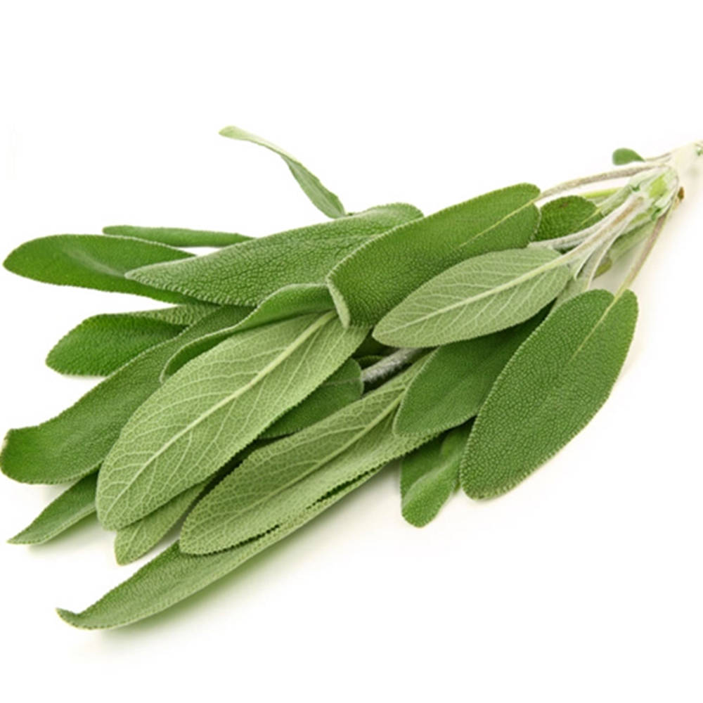 sage 綠葉 壁紙 — 一束新鮮的鮮綠色鼠尾草葉，表面有紋理，邊緣呈鋸齒狀，置於潔白背景前。