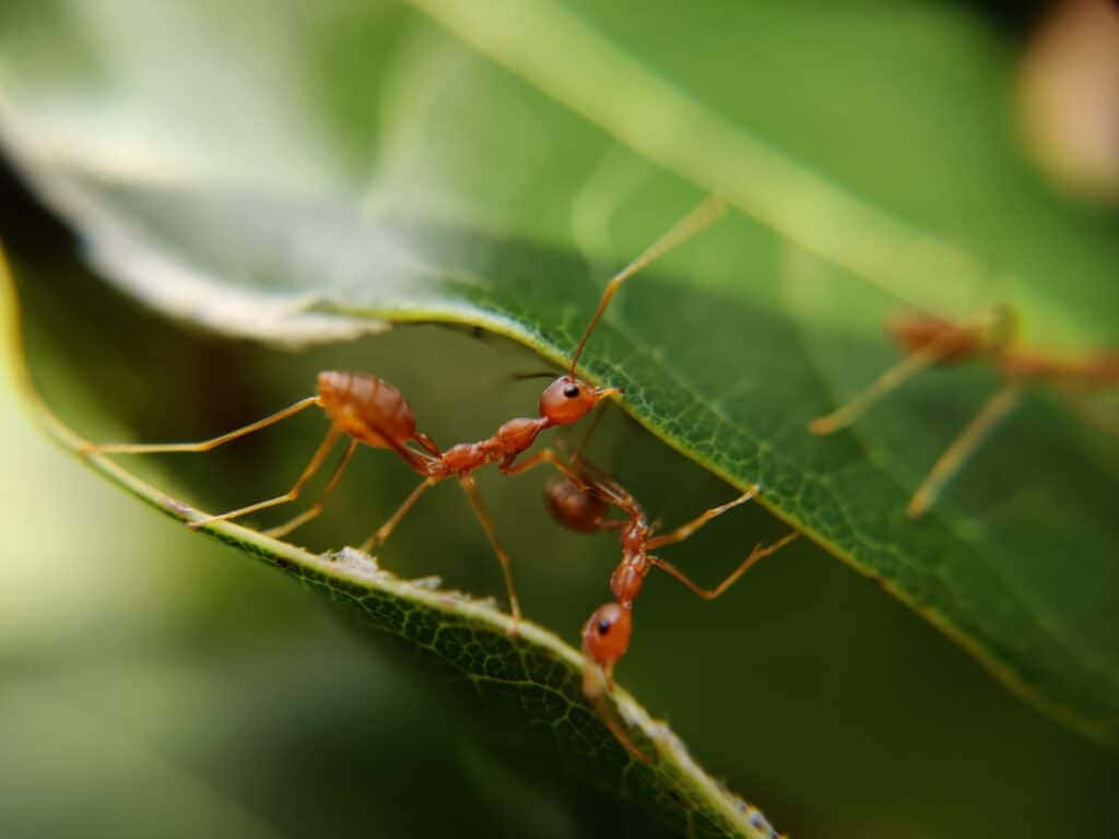  壁紙 — 細小嘅紅色螞蟻喺陽光普照嘅微距鏡頭下，沿住一塊充滿活力嘅綠色葉子邊緣爬行。