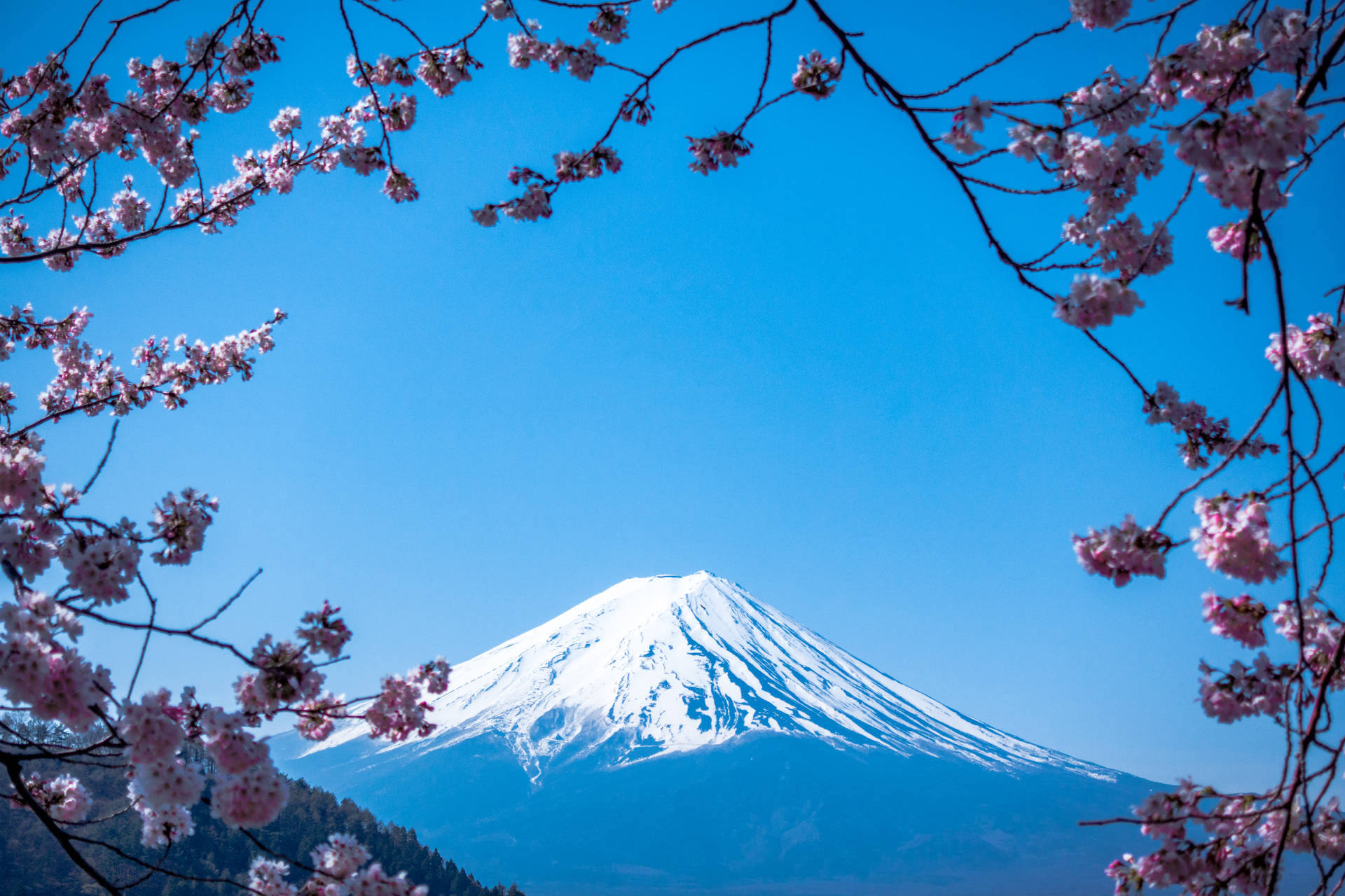櫻花與富士山日本壁紙