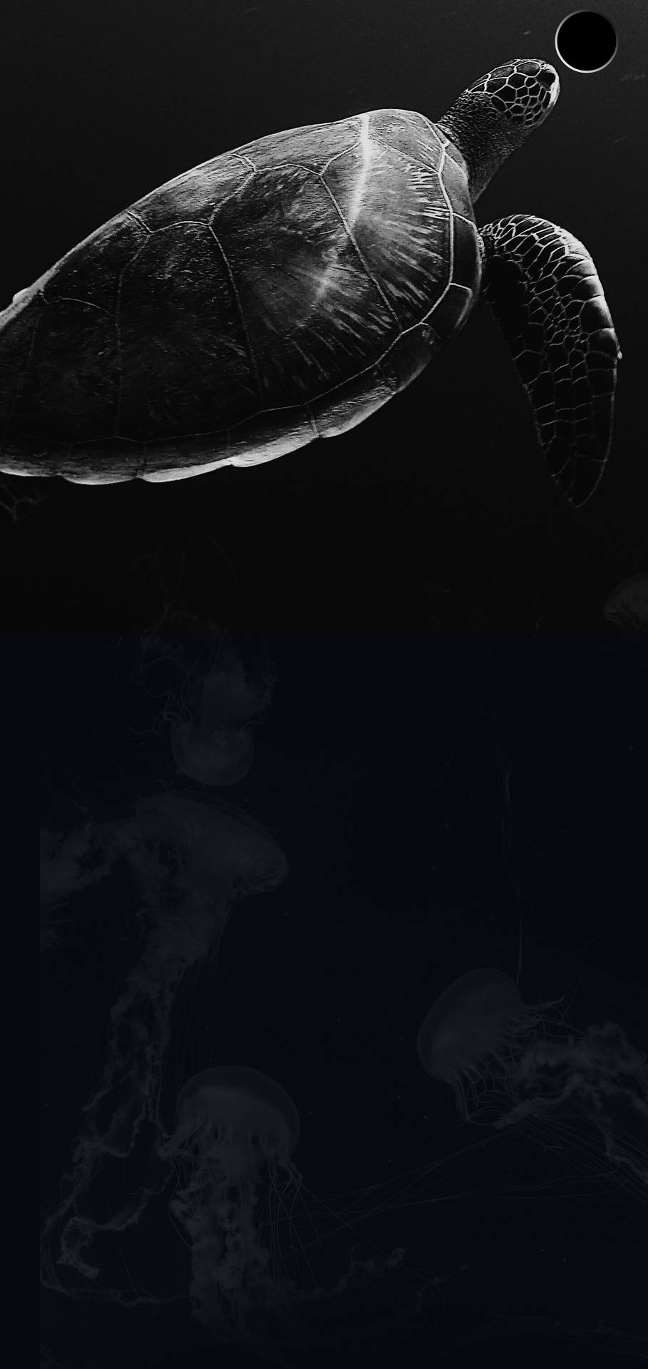 一隻海龜在黑暗的海洋中與水母一起游泳。
