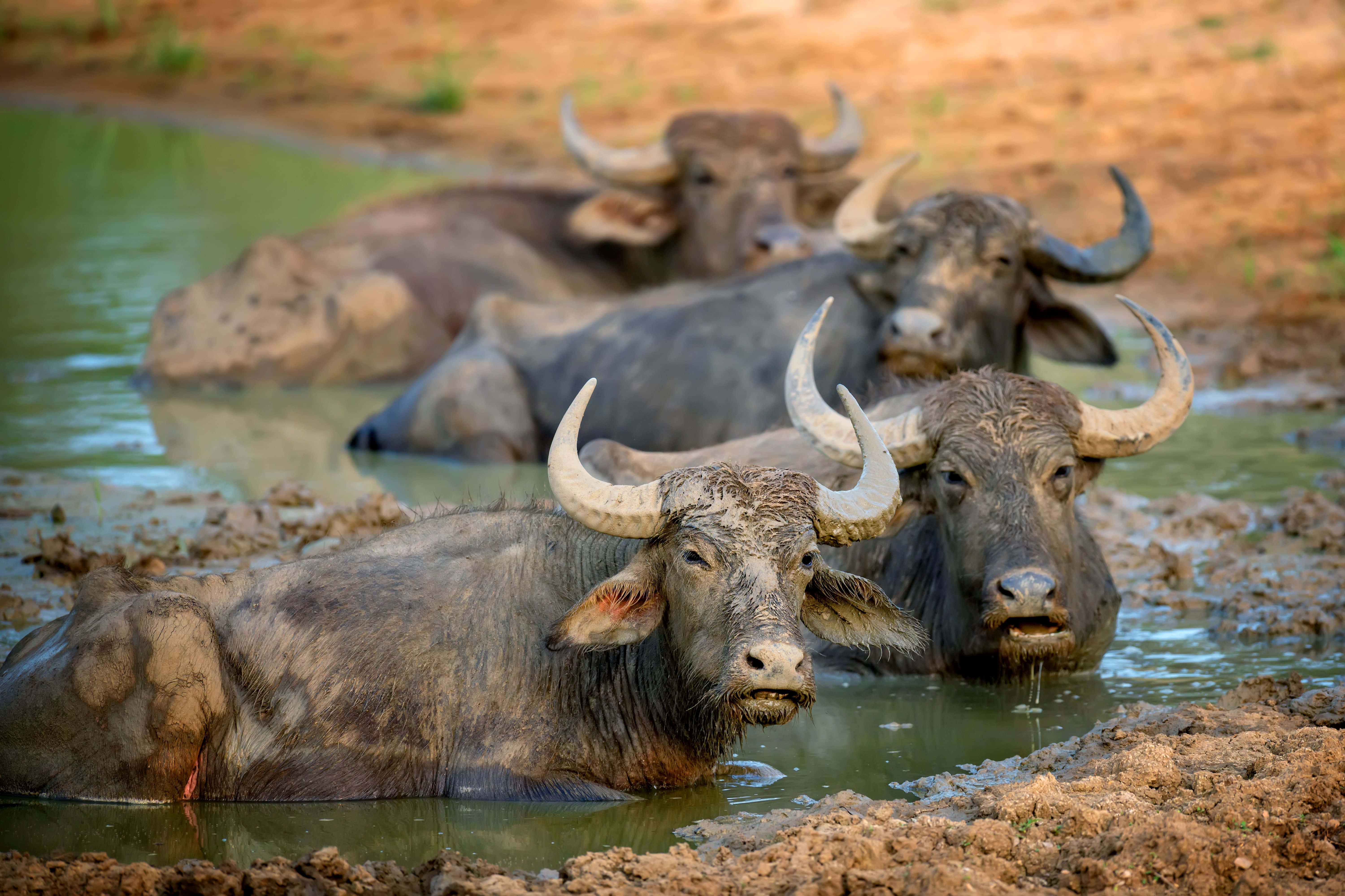 Water Buffalo 桌布 壁紙 — 三隻滿身泥濘的水牛在柔和日光下，於一個有泥土堤岸的淺水池中休息。