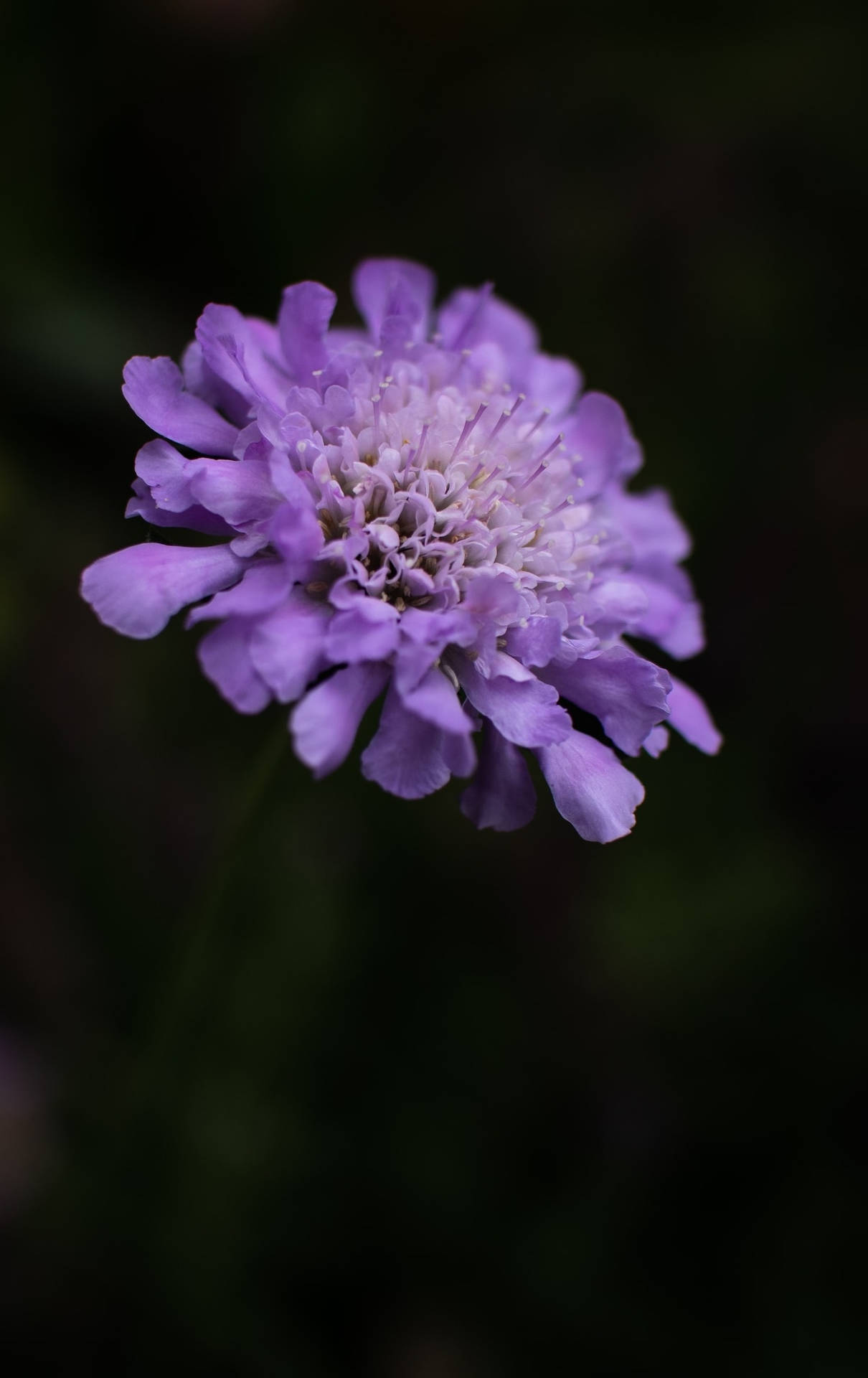 近距離拍攝一朵紫色輪鋒菊，花瓣柔軟，背景黑暗。