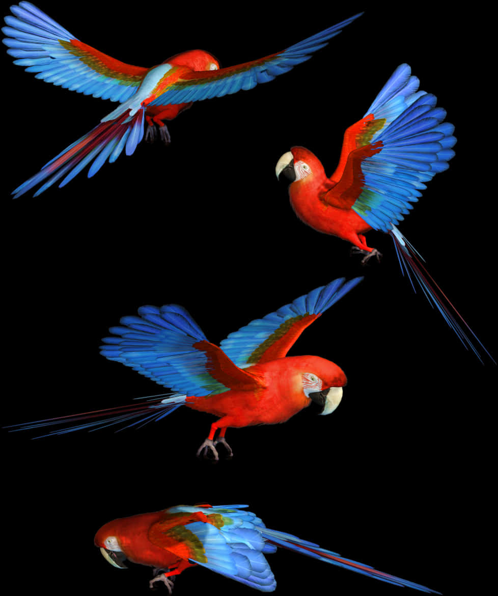 Scarlet_ Macaws_ In_ Flight 壁紙 — 四隻鮮豔的紅藍金剛鸚鵡在純黑背景下動態翱翔。