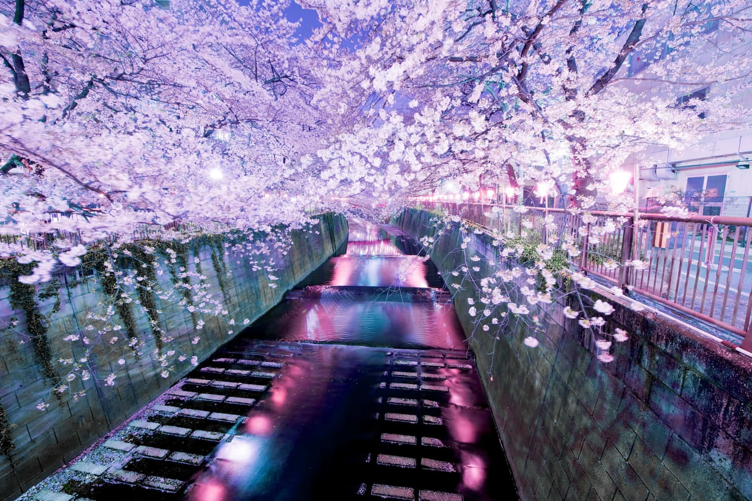 櫻花在夜間拱形覆蓋在燈光照亮的運河上，水中倒影。
