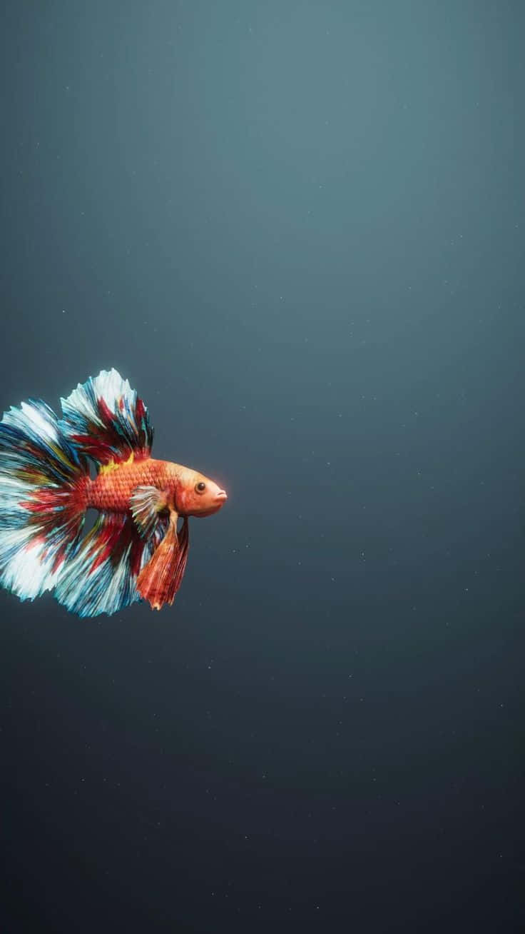  壁紙 — 一條色彩鮮豔的鬥魚，擁有流動的紅、白、藍鰭，在深藍色漸變背景中優雅地游動。