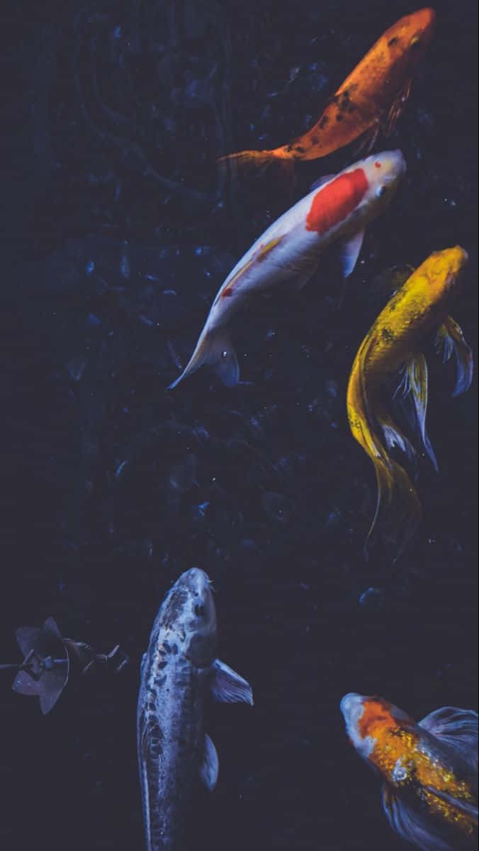  壁紙 — 色彩繽紛的錦鯉在寧靜的池塘場景中，優雅地滑過深邃黑暗的水面。