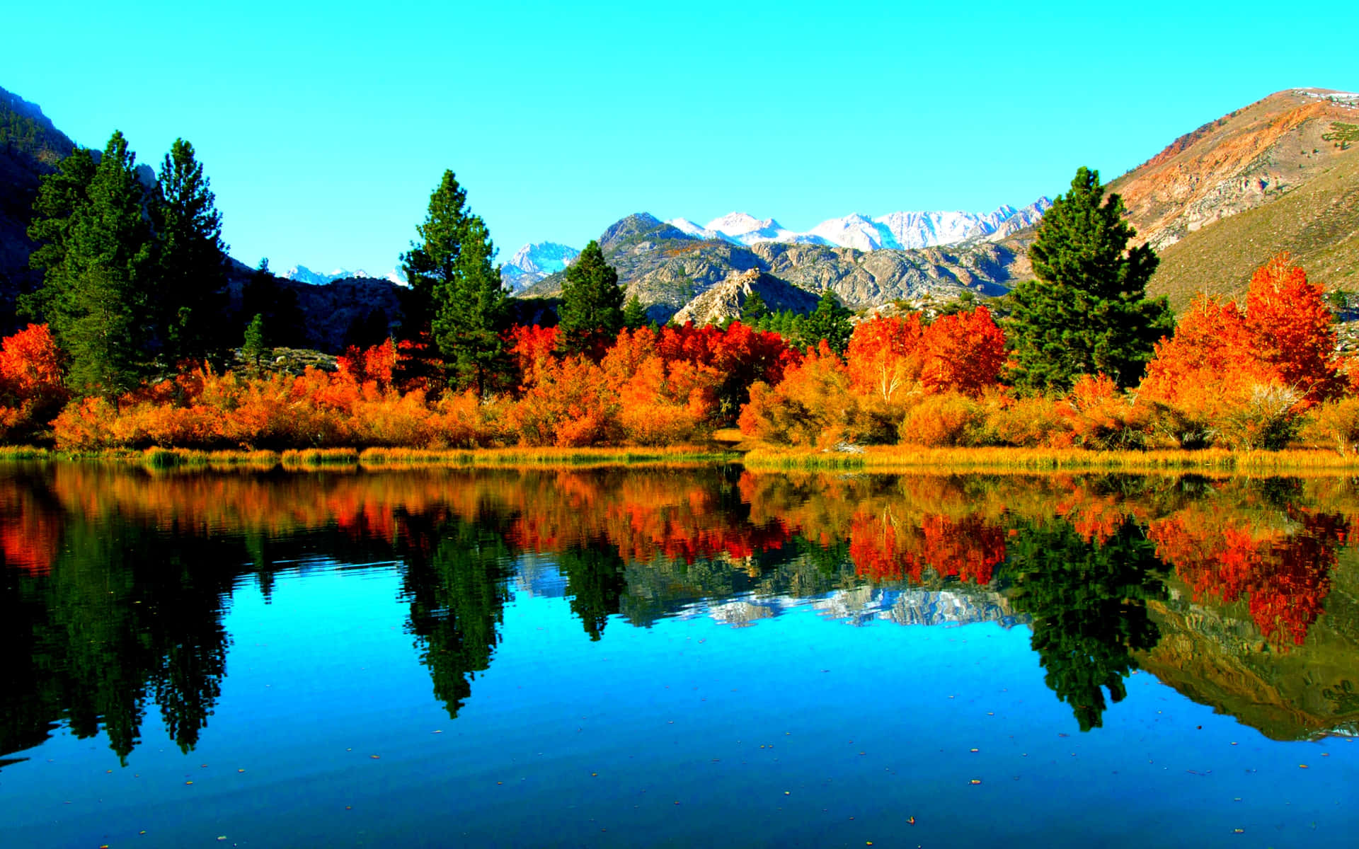 Fall Lake 桌布 壁紙 — 色彩繽紛的秋樹倒映在平靜的湖面上，背景是白雪覆蓋的山峰和清澈的藍天。