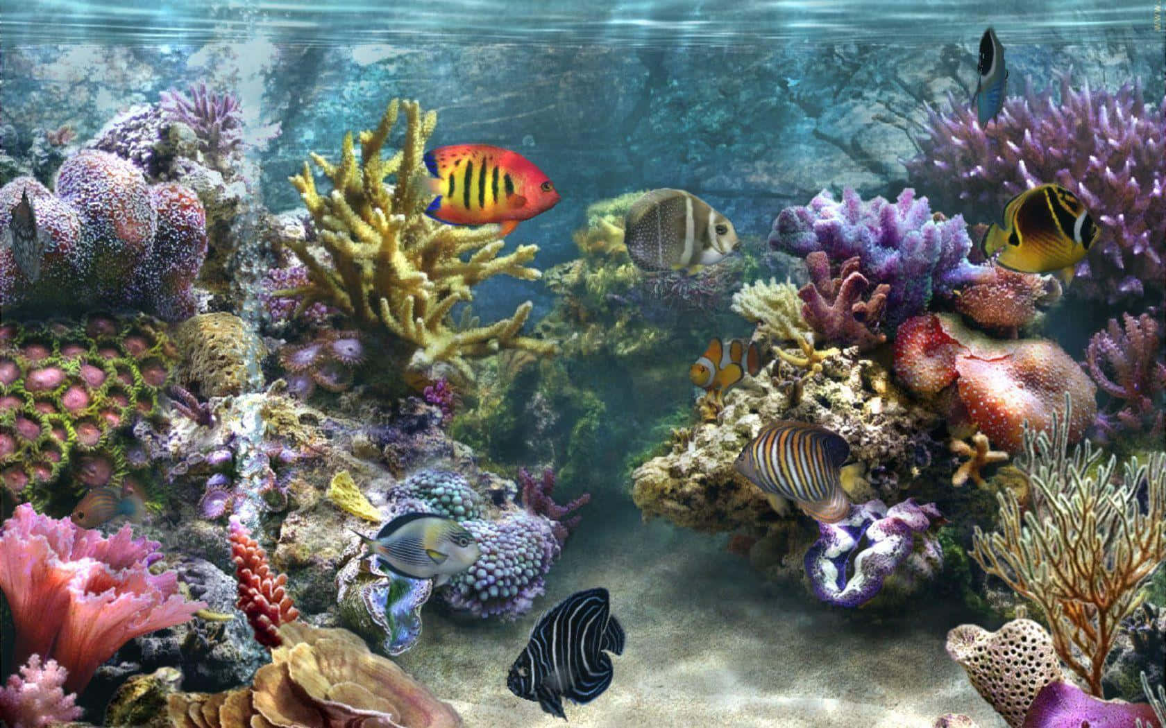 色彩繽紛的熱帶魚在清澈藍色海水中的珊瑚礁之間游動。