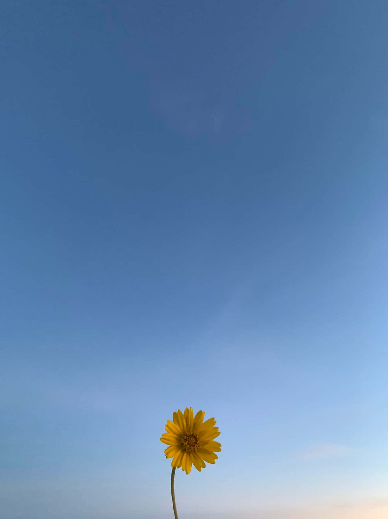 一朵孤獨的黃色花朵在日出時，對著清澈的藍天綻放。
