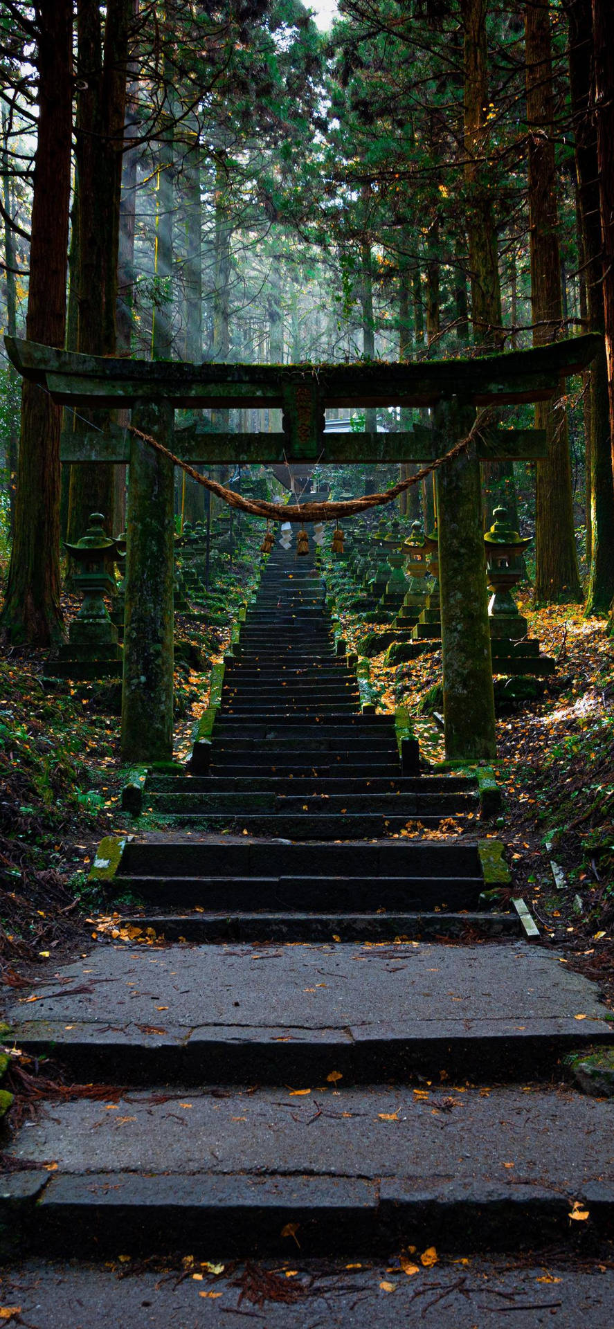 森林神社的石造鳥居，有迷霧小徑和長滿青苔的台階
