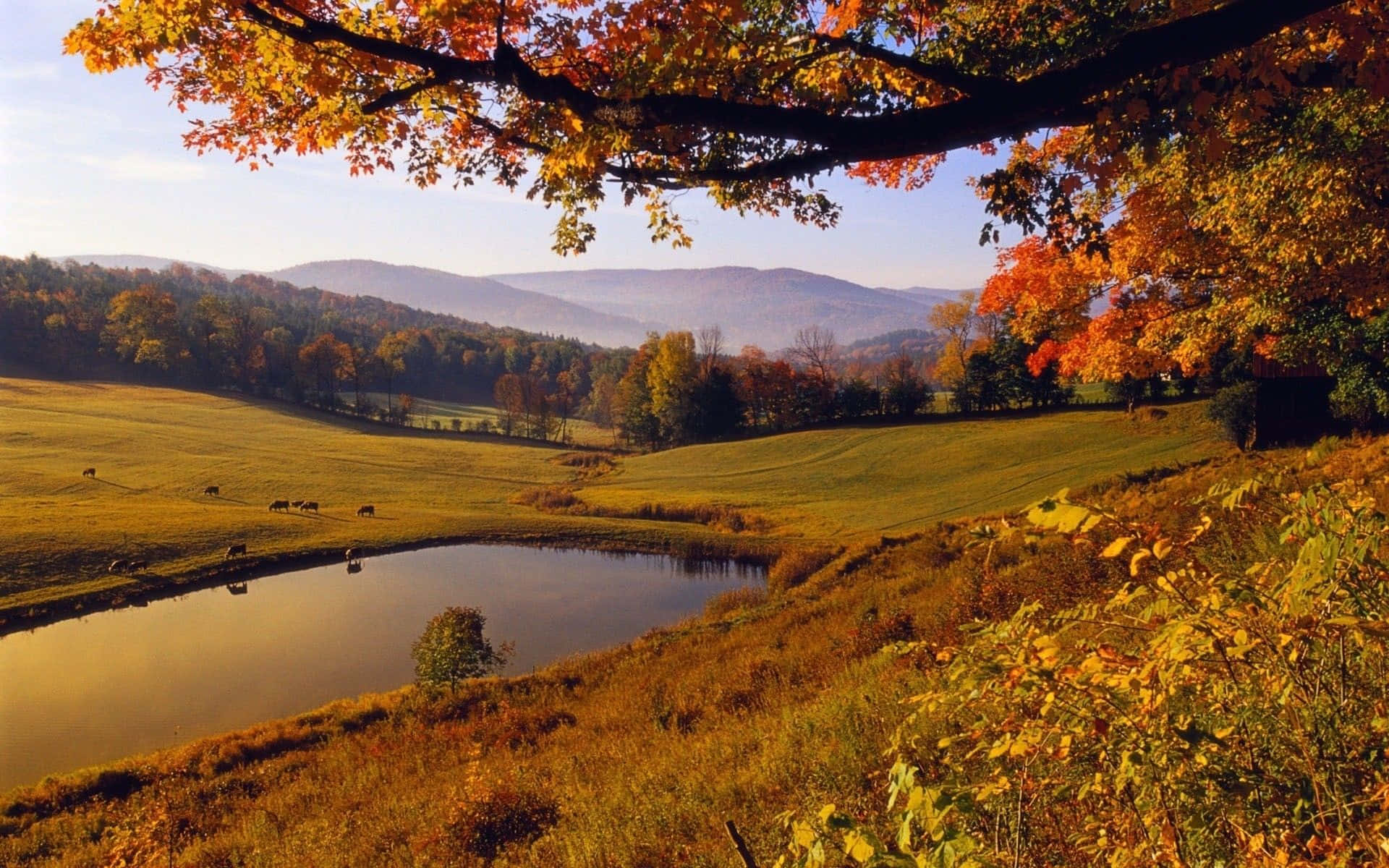Fall Farmhouse 桌布 壁紙 — 寧靜的秋日風景，鮮豔的橙色和黃色樹葉環繞著一個平靜的池塘，周圍是起伏的山丘和吃草的牛群。