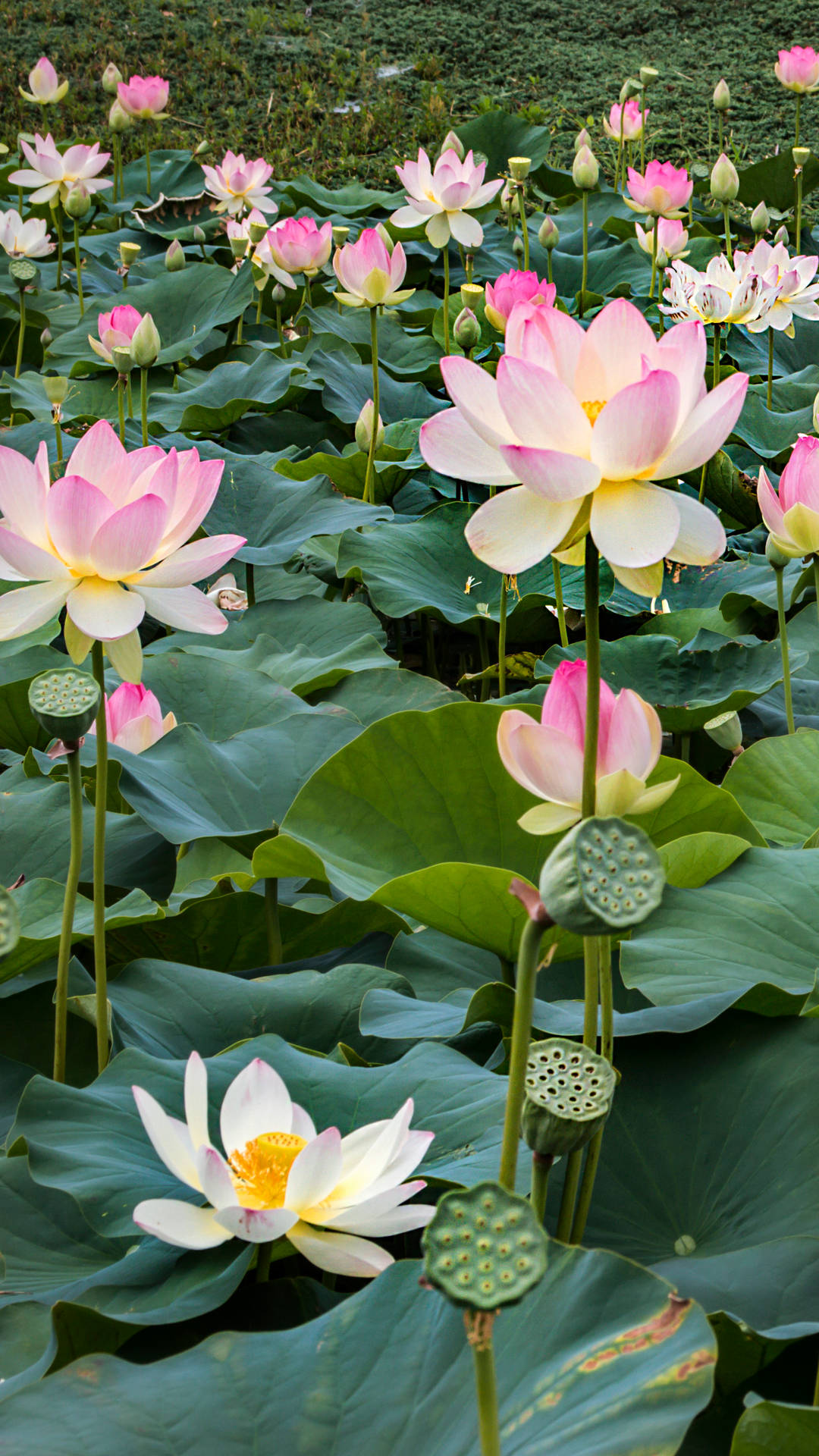 寧靜池塘上的蓮花盛開