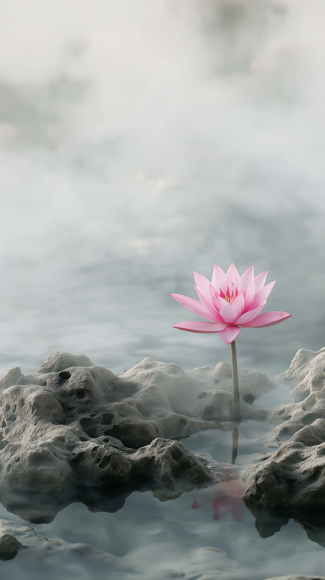 粉紅色蓮花從水中冒出，旁邊是灰色岩石，背景霧氣瀰漫
