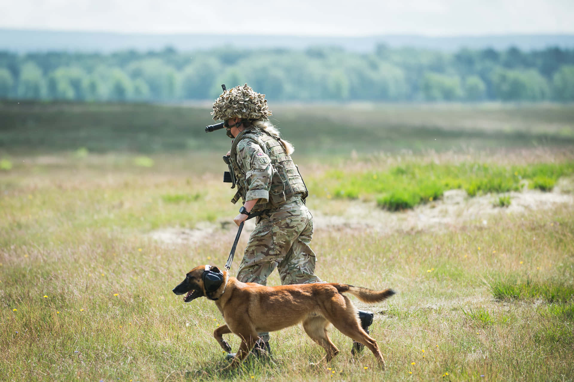  壁紙 — 一名身穿迷彩裝備的士兵帶著軍犬走過陽光明媚的草地，遠處有樹木。
