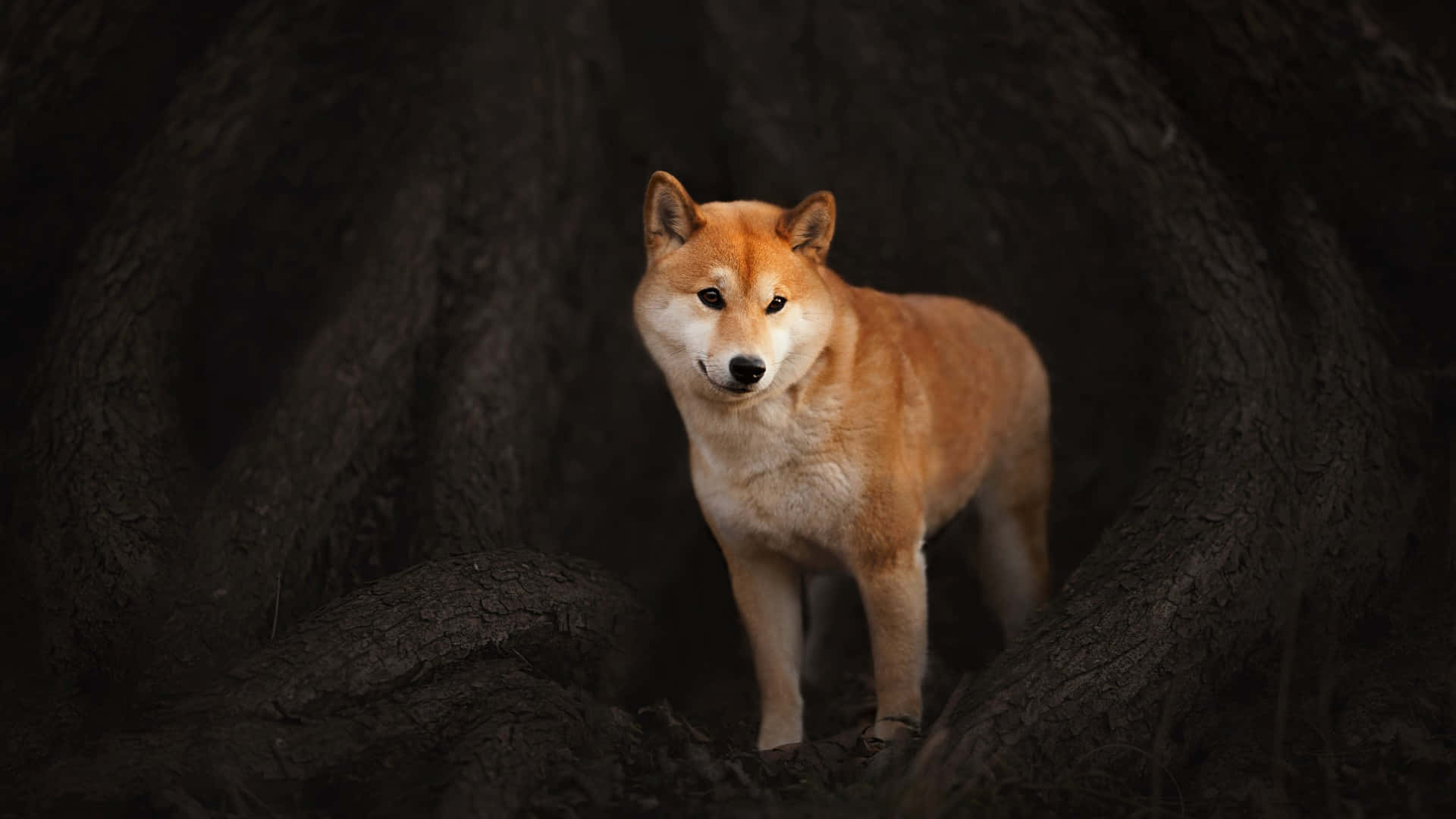  壁紙 — 一隻柴犬在黑暗扭曲的樹根間警覺地站立，柔軟的金色毛髮在昏暗光線中閃耀。