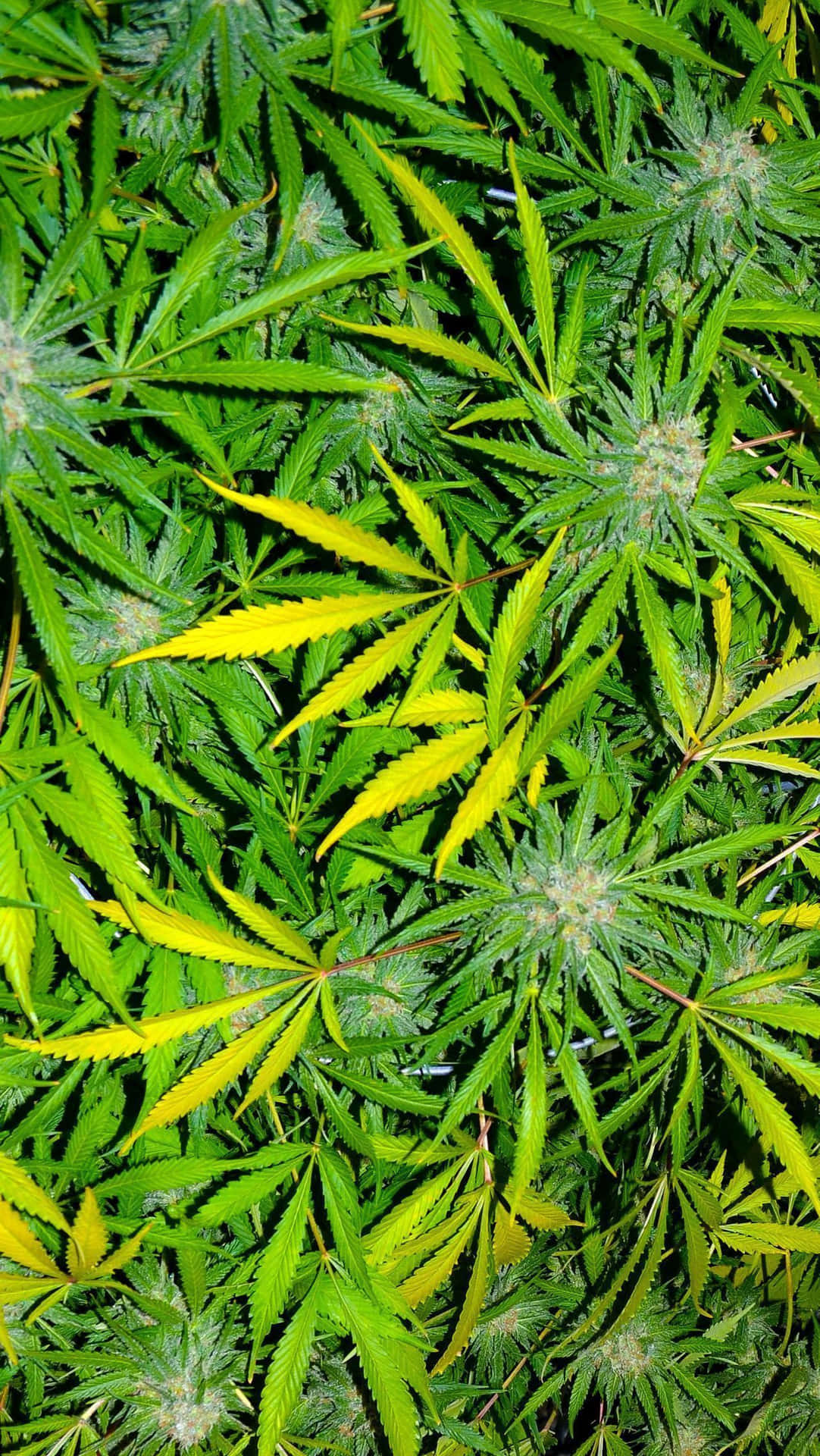 大麻植物特寫，帶有綠色和黃色的葉子以及毛茸茸的花蕾。
