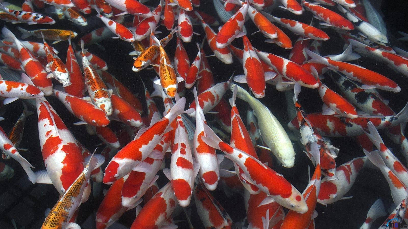鯉魚群