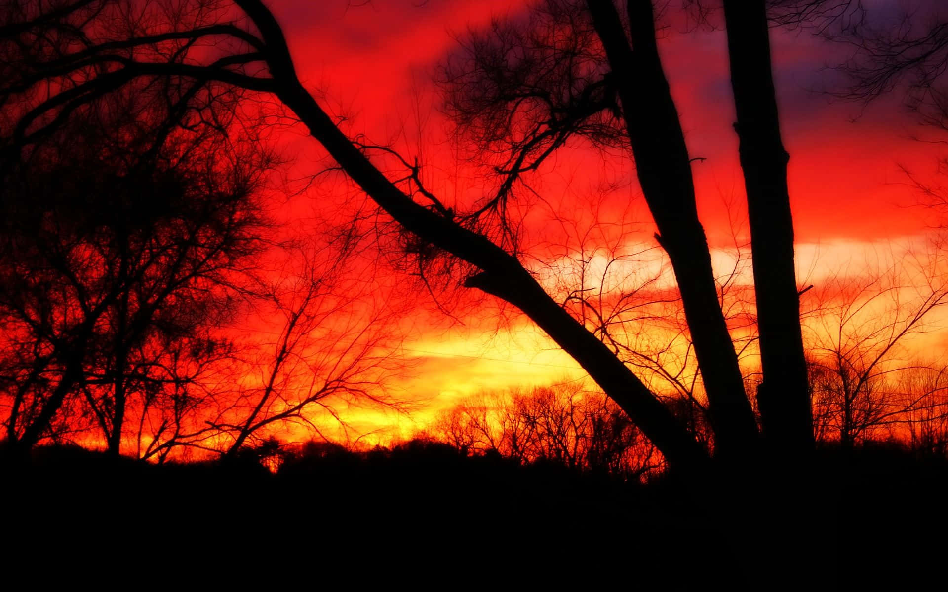 Red Sunset 桌布 壁紙 — 樹木的剪影襯托著火紅的日落天空，呈現紅、橙、黃色調。