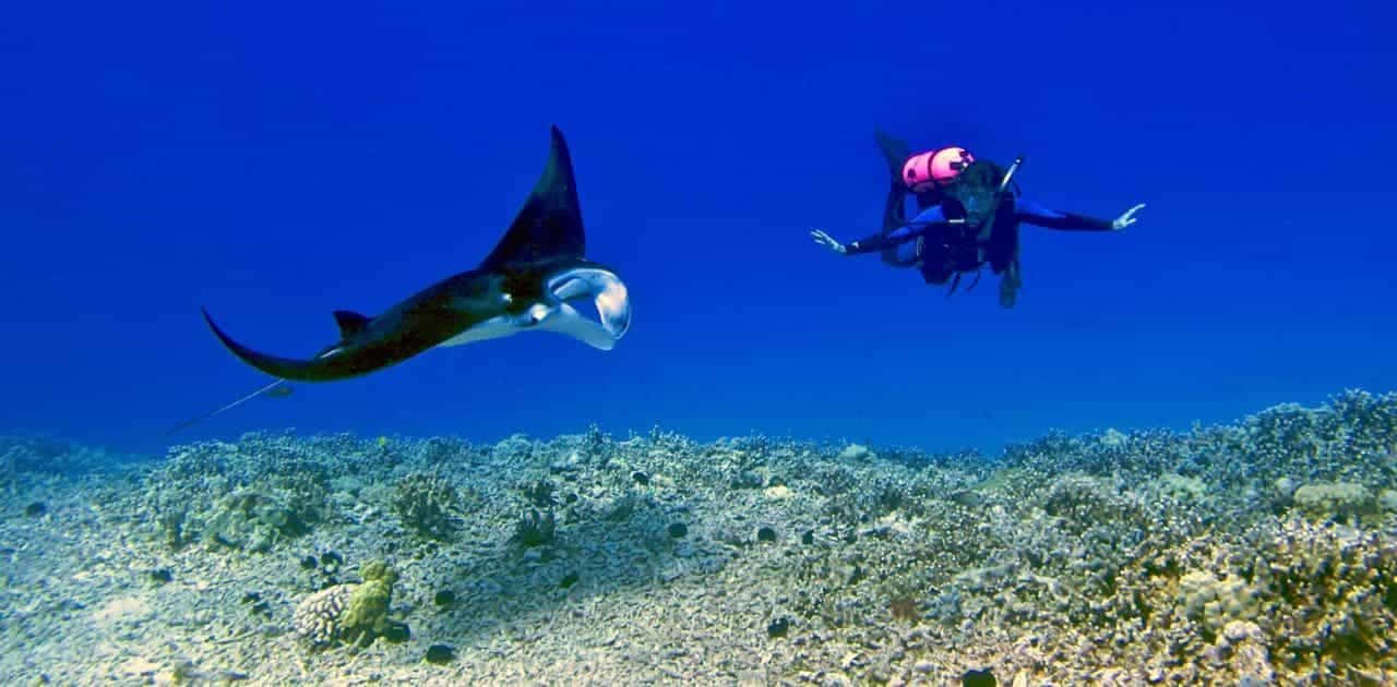 Manta Rays 桌布 壁紙 — 一名身穿粉紅色浮力背心的水肺潛水員，在清澈的藍色海水中，滑過一條巨大的魔鬼魚，下方是色彩繽紛的珊瑚礁。