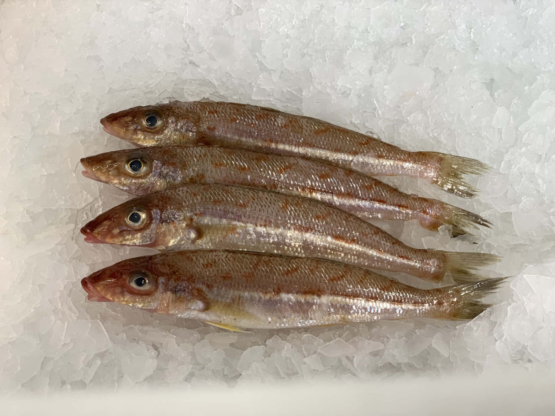  壁紙 — 四條新鮮魚，帶有銀色鱗片和紅色斑紋，放在碎冰床上。
