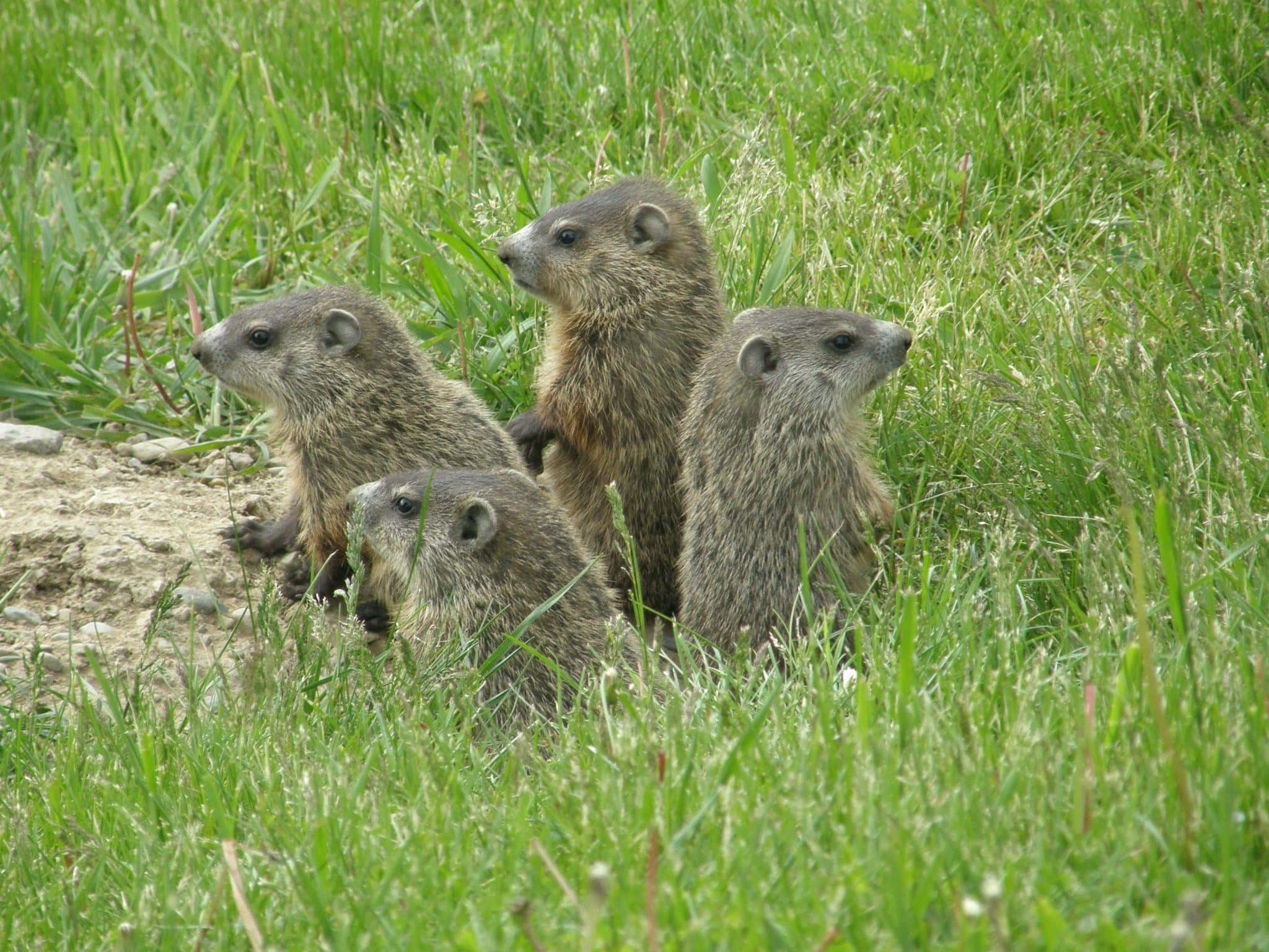 Woodchuck 桌布 壁紙 — 四隻好奇嘅土撥鼠喺陽光普照嘅草地上，喺茂密嘅綠草同泥土堆旁邊探出頭嚟。