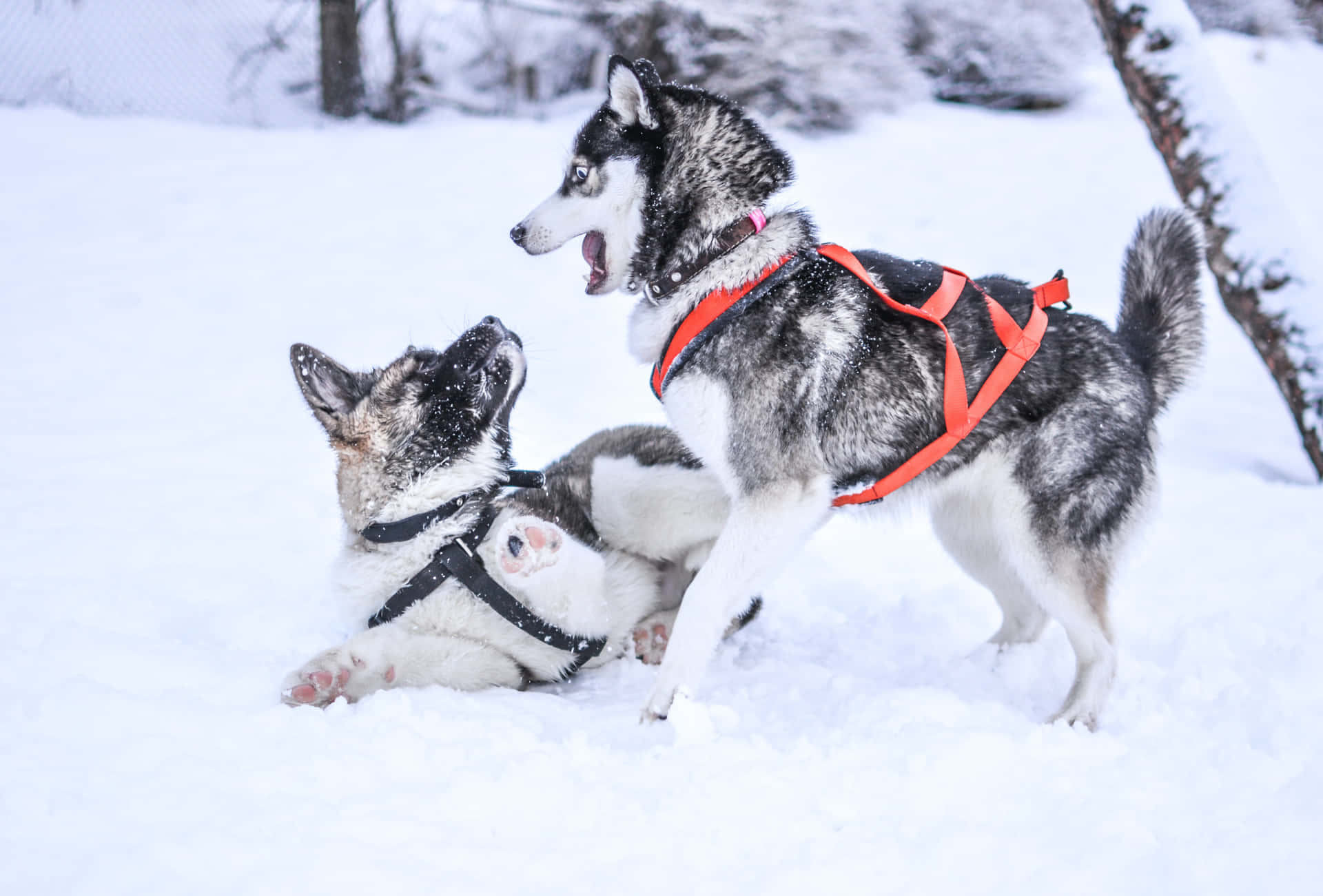 兩隻哈士奇狗在雪地中戴著胸背帶玩耍