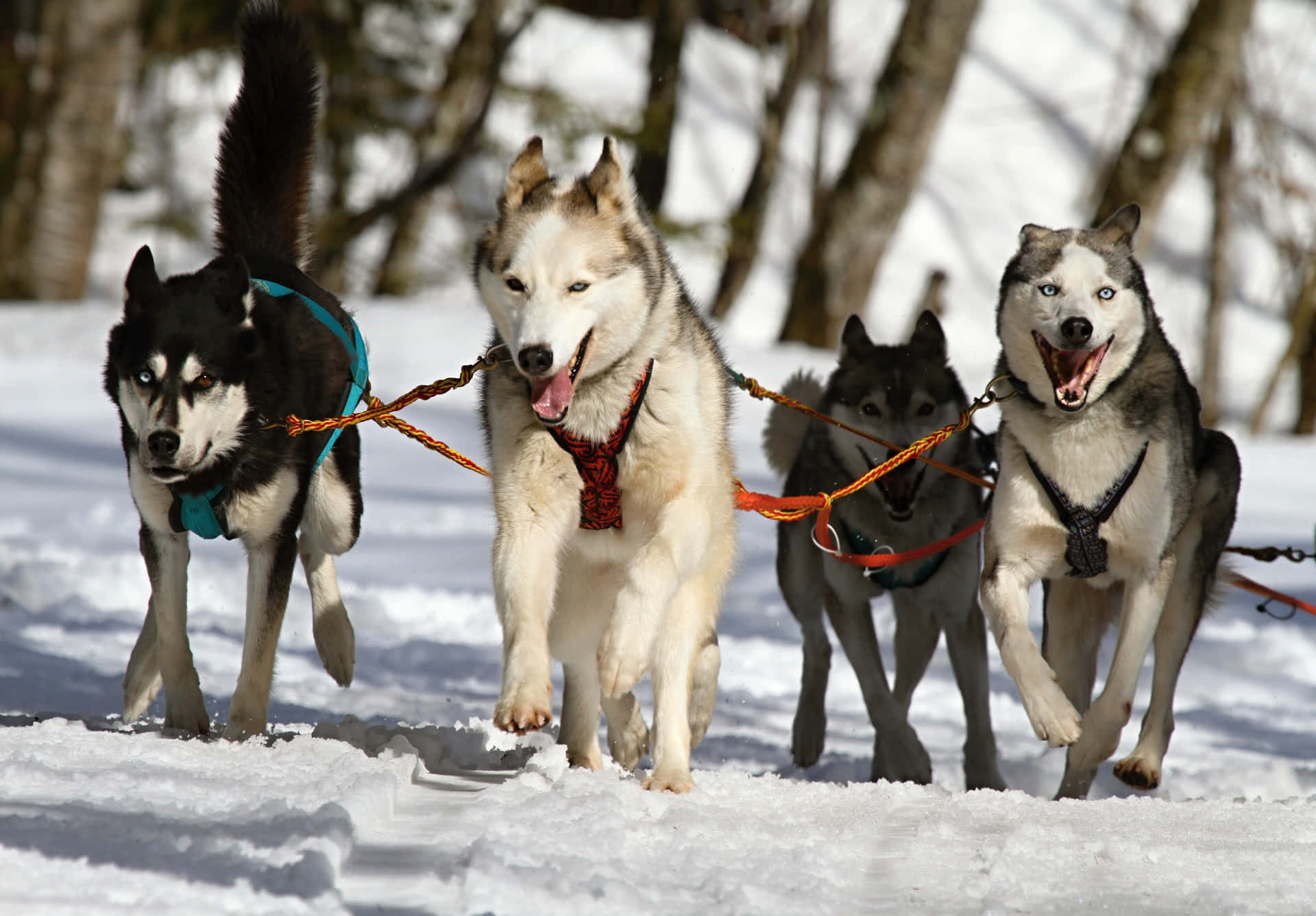 四隻哈士奇犬拉著雪橇穿過雪地森林。