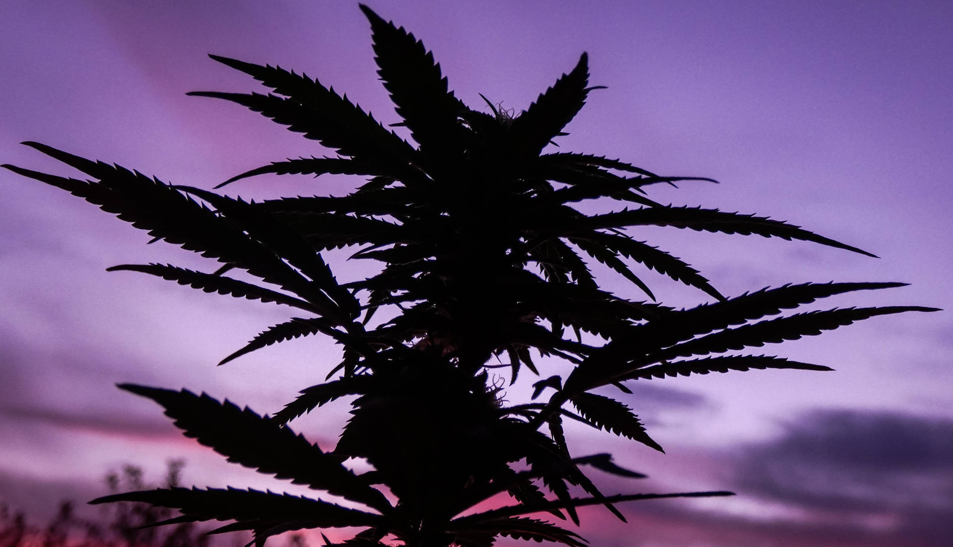 壯麗的紫色漸層天空 壁紙 — 大麻植物剪影，背景為充滿活力的紫色和粉紅色暮色天空。