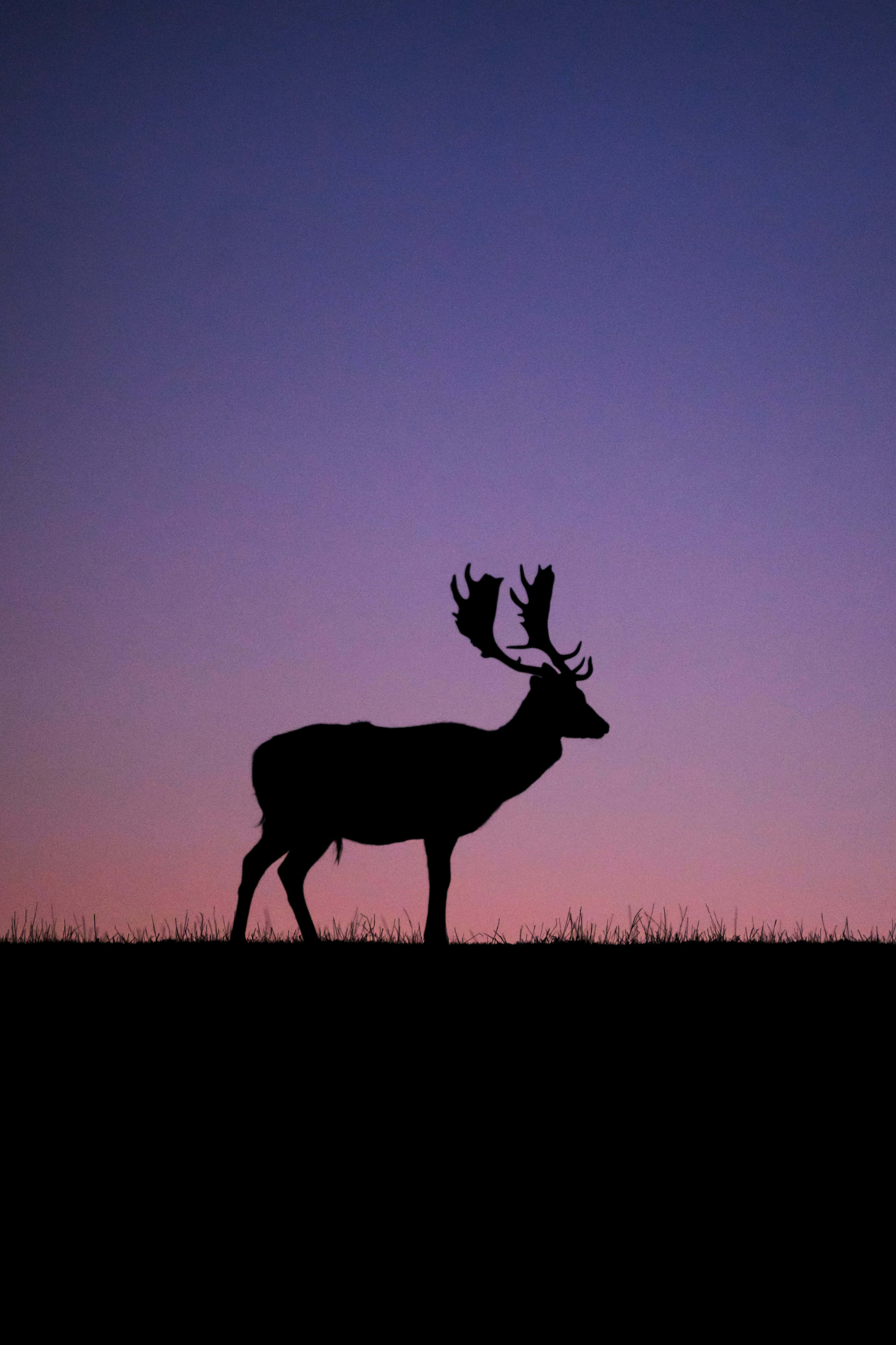 Stag 桌布 壁紙 — 一隻擁有巨大鹿角嘅雄偉雄鹿剪影，獨自企喺融合紫色同粉紅色色調嘅暮色天空前。