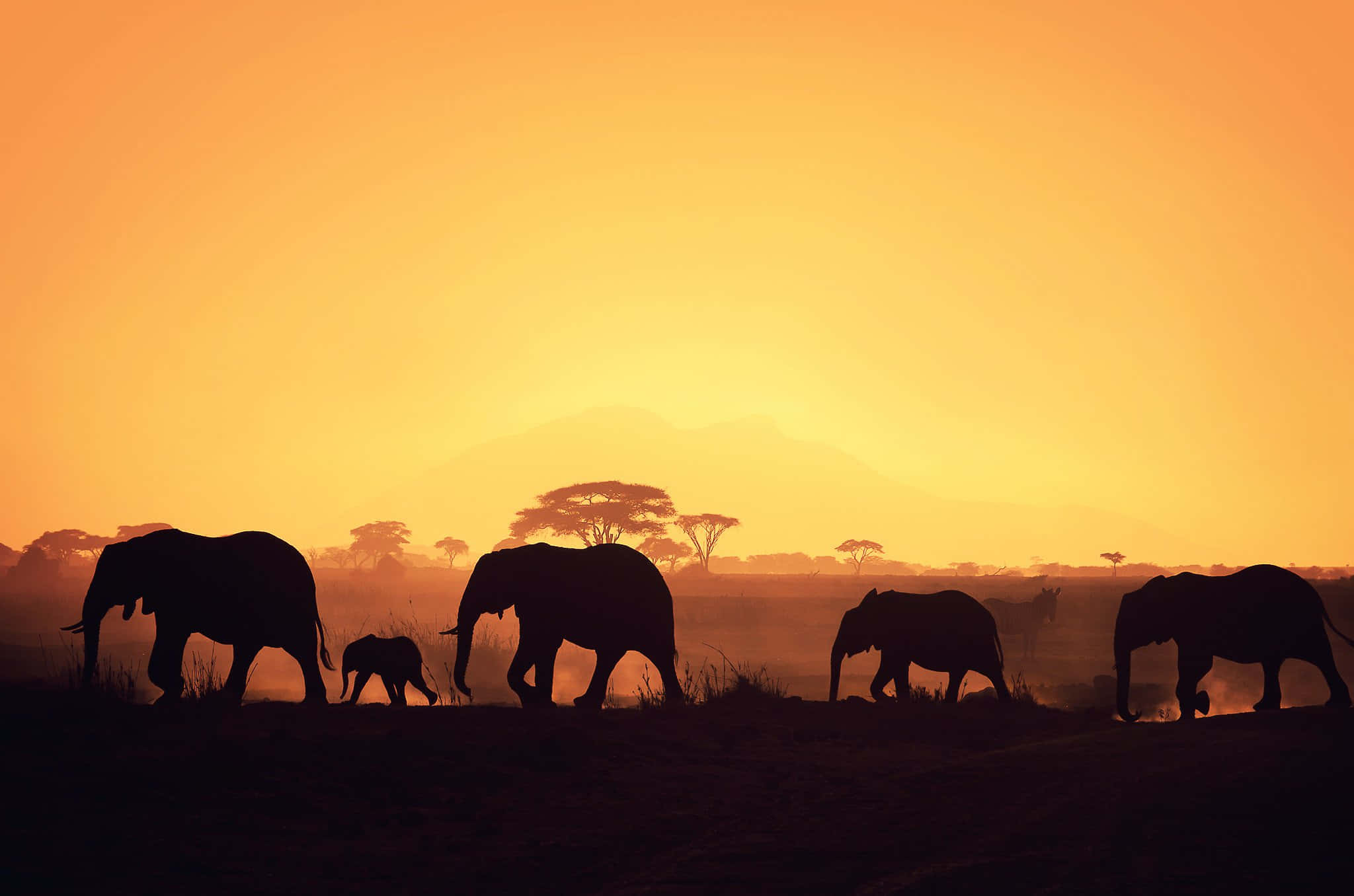 African Wildlife 桌布 壁紙 — 剪影大象，包括一頭小象，在金色日落時分走過霧氣瀰漫的稀樹草原，遠處有金合歡樹。