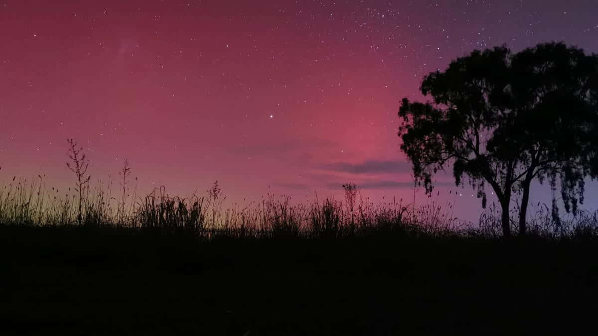  壁紙 — 剪影的樹木和草叢，襯托著充滿活力的洋紅色星空夜空。