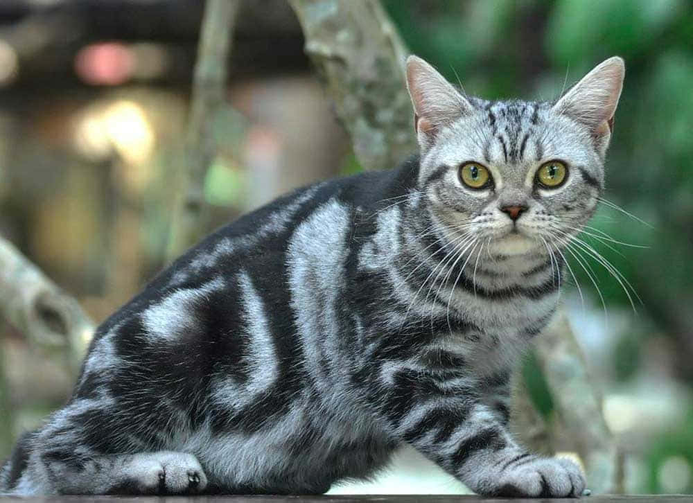 American Shorthair 桌布 壁紙 — 一隻銀色虎斑貓，擁有引人注目的綠色眼睛，警覺地蹲在樹枝上，周圍是模糊的綠色樹葉。