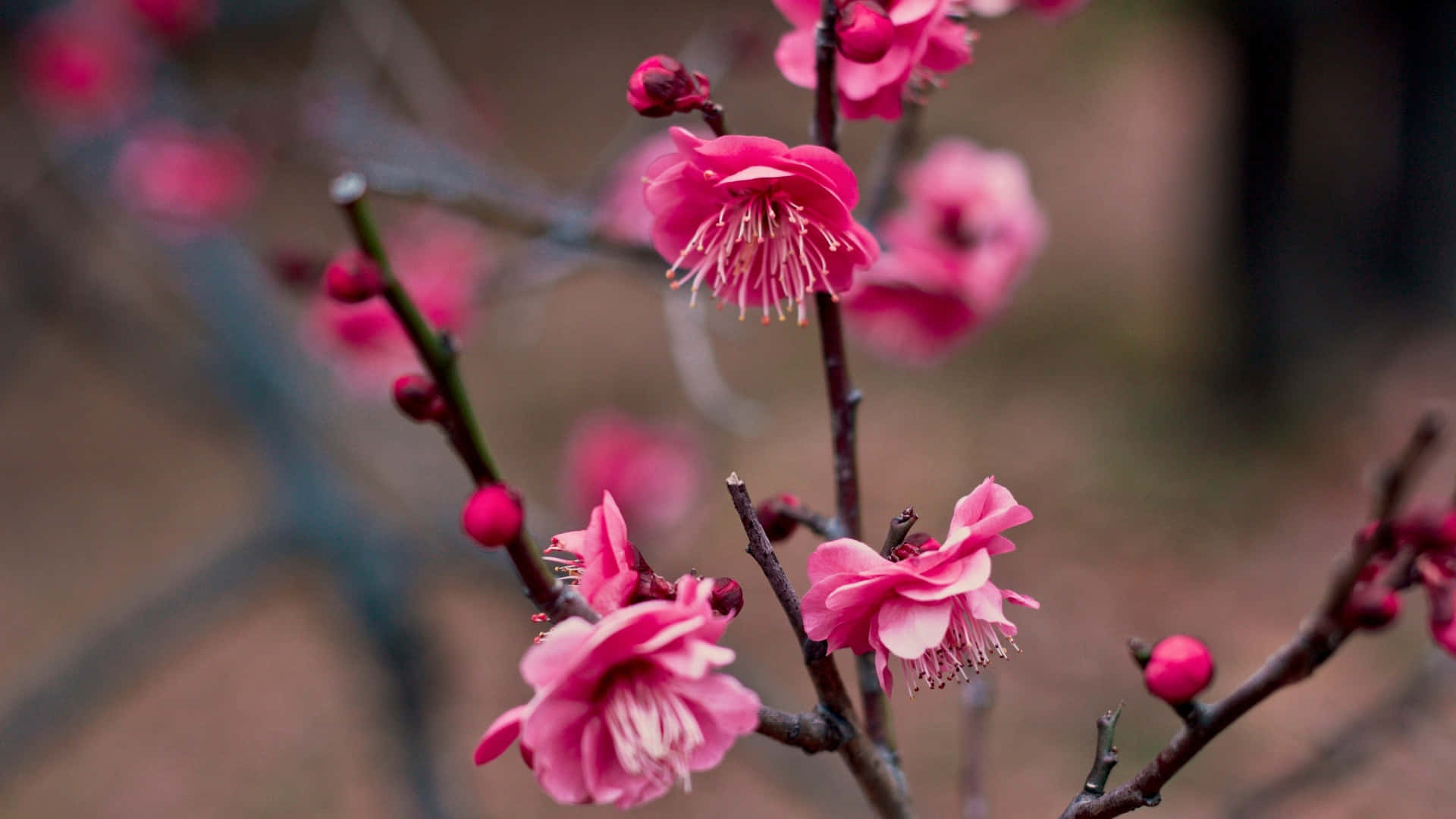  壁紙 — 鮮豔的粉紅色梅花在纖細的枝條上 delicately 綻放，背景是柔和模糊的大地色調。