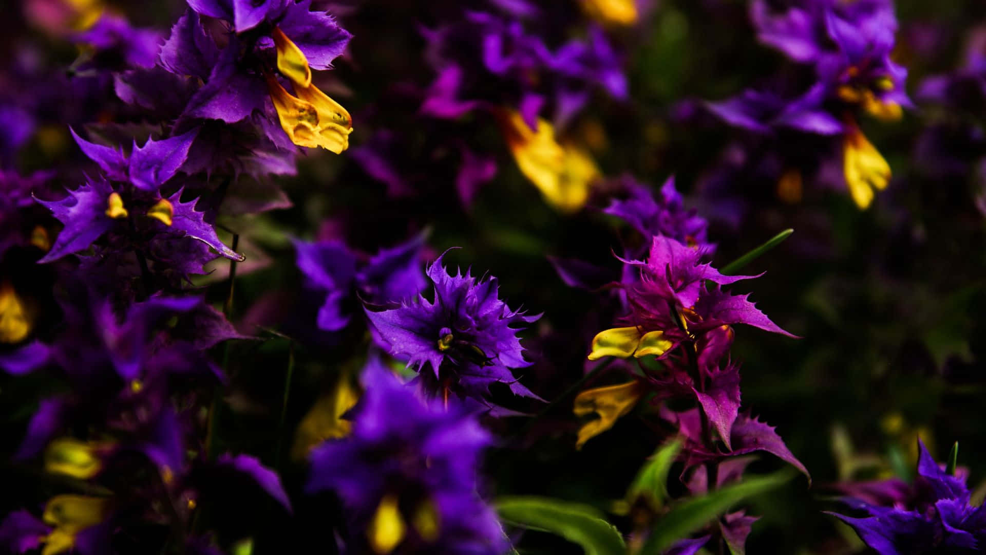  壁紙 — 鮮豔的紫色花朵，黃色花心，在黑暗模糊的背景上密集綻放。
