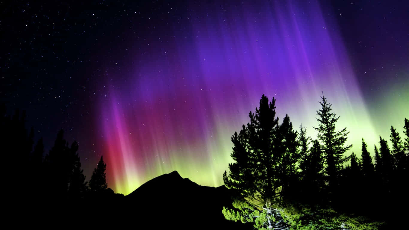  壁紙 — 鮮豔的紫色和綠色極光在星空夜空中，在松樹和山脈的剪影上方舞動。