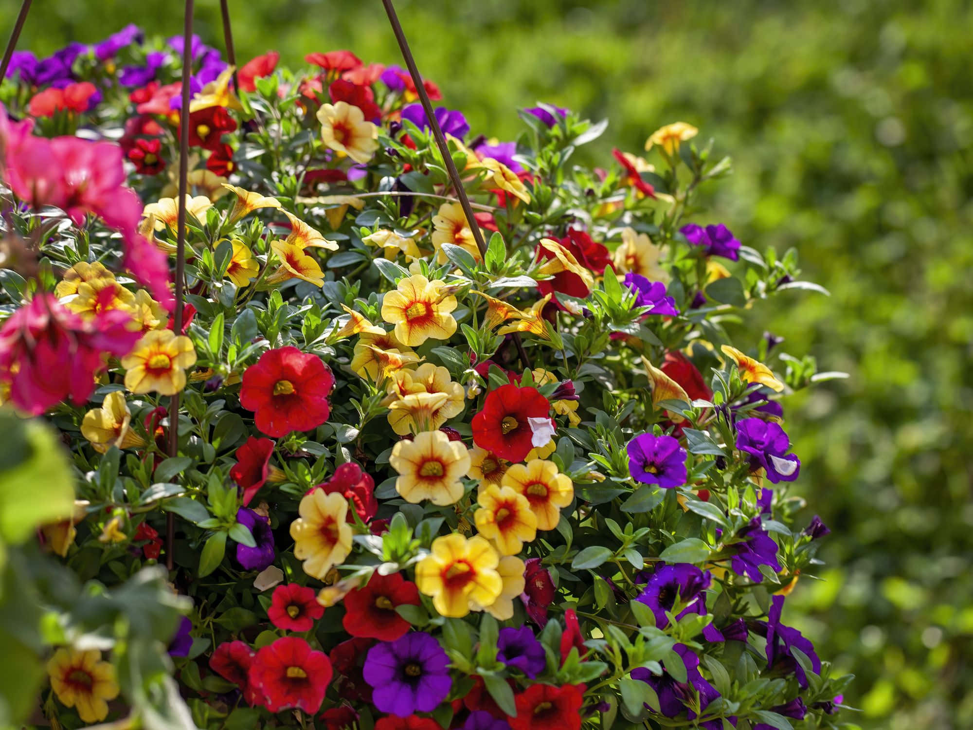 Calibrachoa 花朵特寫 壁紙 — 鮮豔的紅色、黃色和紫色矮牽牛花在掛籃中密集盛開，背景是柔和的綠色模糊效果。
