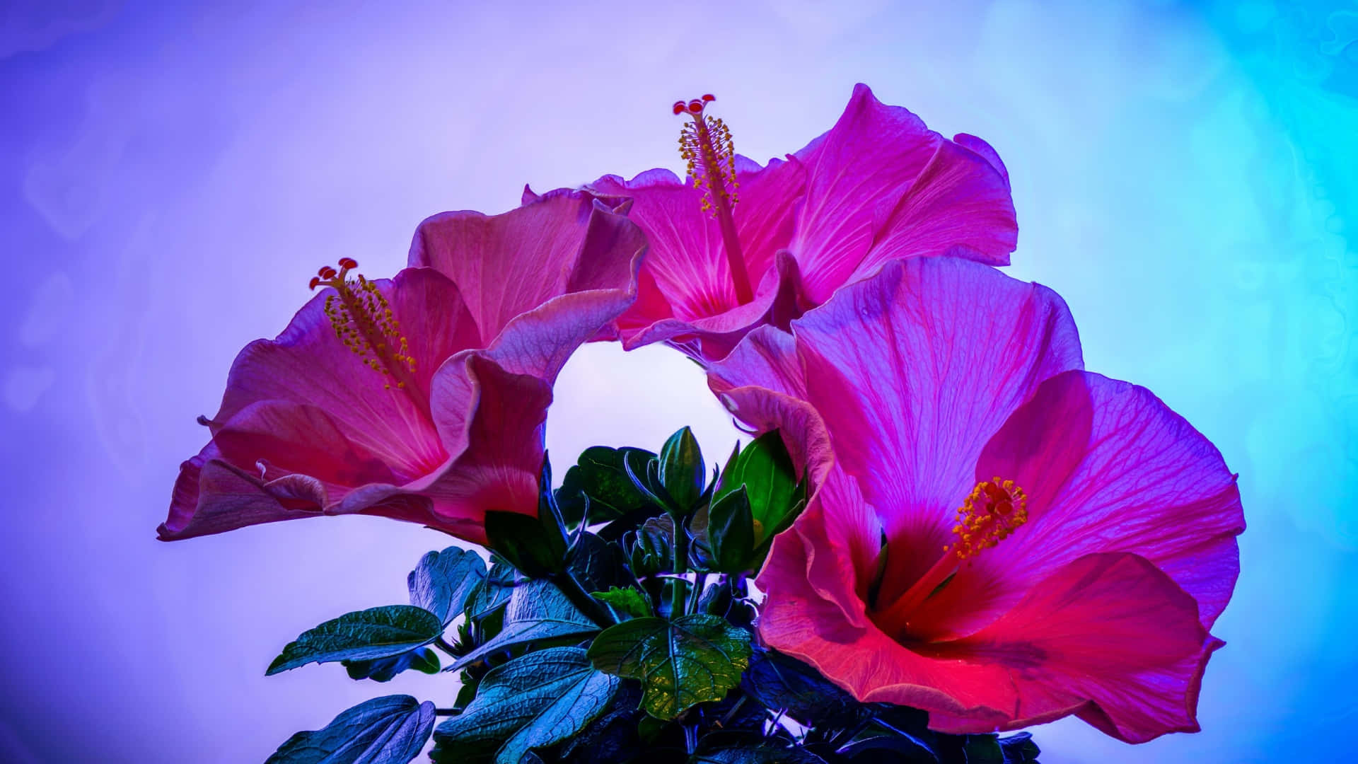  壁紙 — 鮮豔的粉紅色芙蓉花帶有黃色雄蕊，在紫色和藍色漸變背景上盛開。
