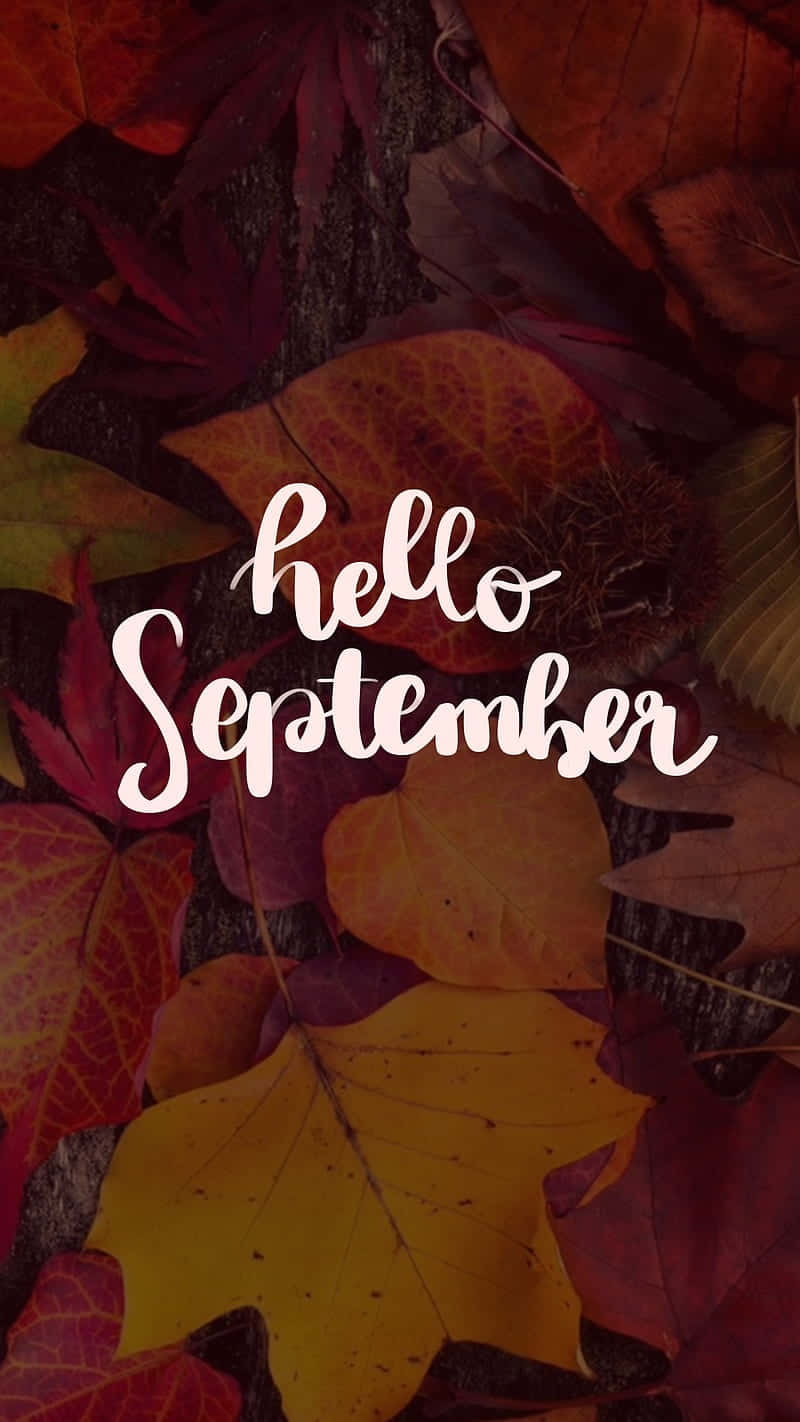  壁紙 — 鮮豔的紅、橙、黃色秋葉環繞著草書文字 hello september，背景為深色紋理。
