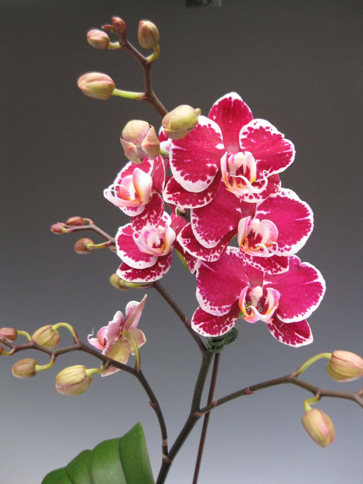 粉紅色和白色蘭花與綠色花蕾和葉子的特寫。