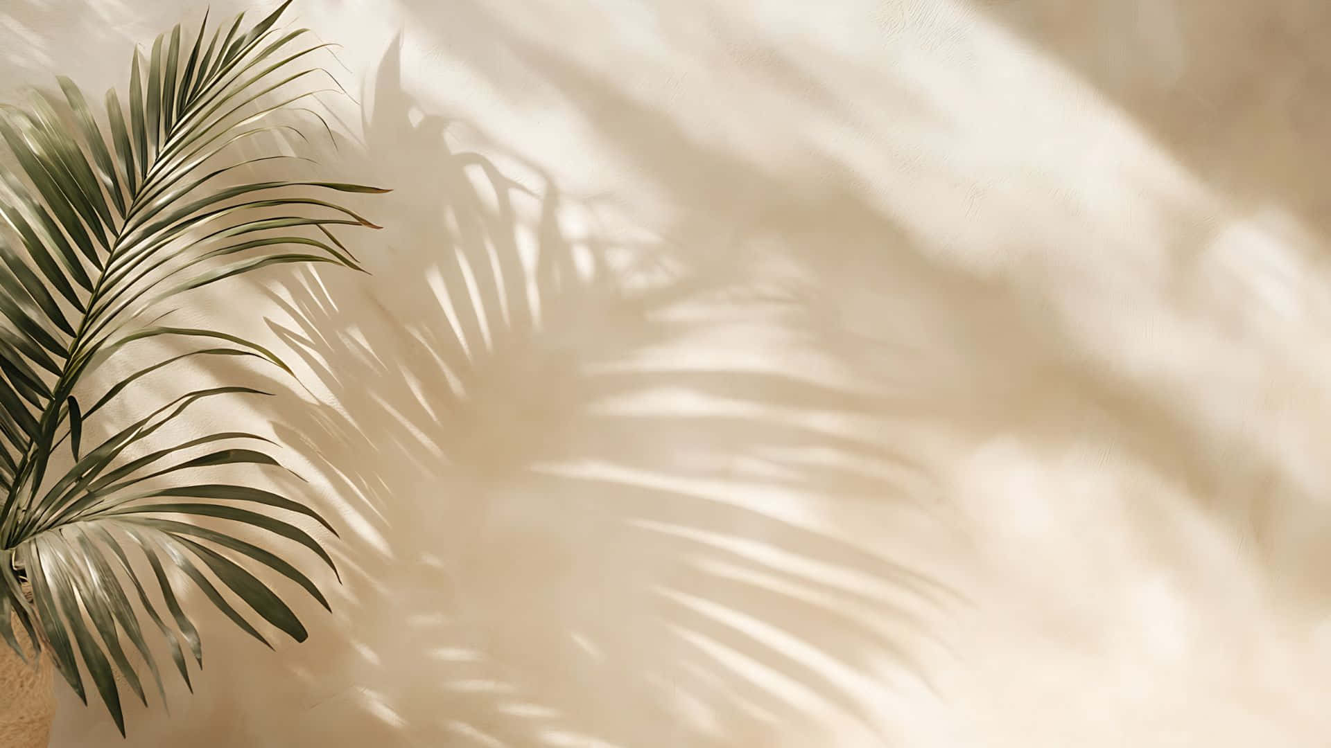  壁紙 — 一片棕櫚葉在溫暖的米色牆壁上投下複雜的陰影，牆壁沐浴在柔和自然光中。