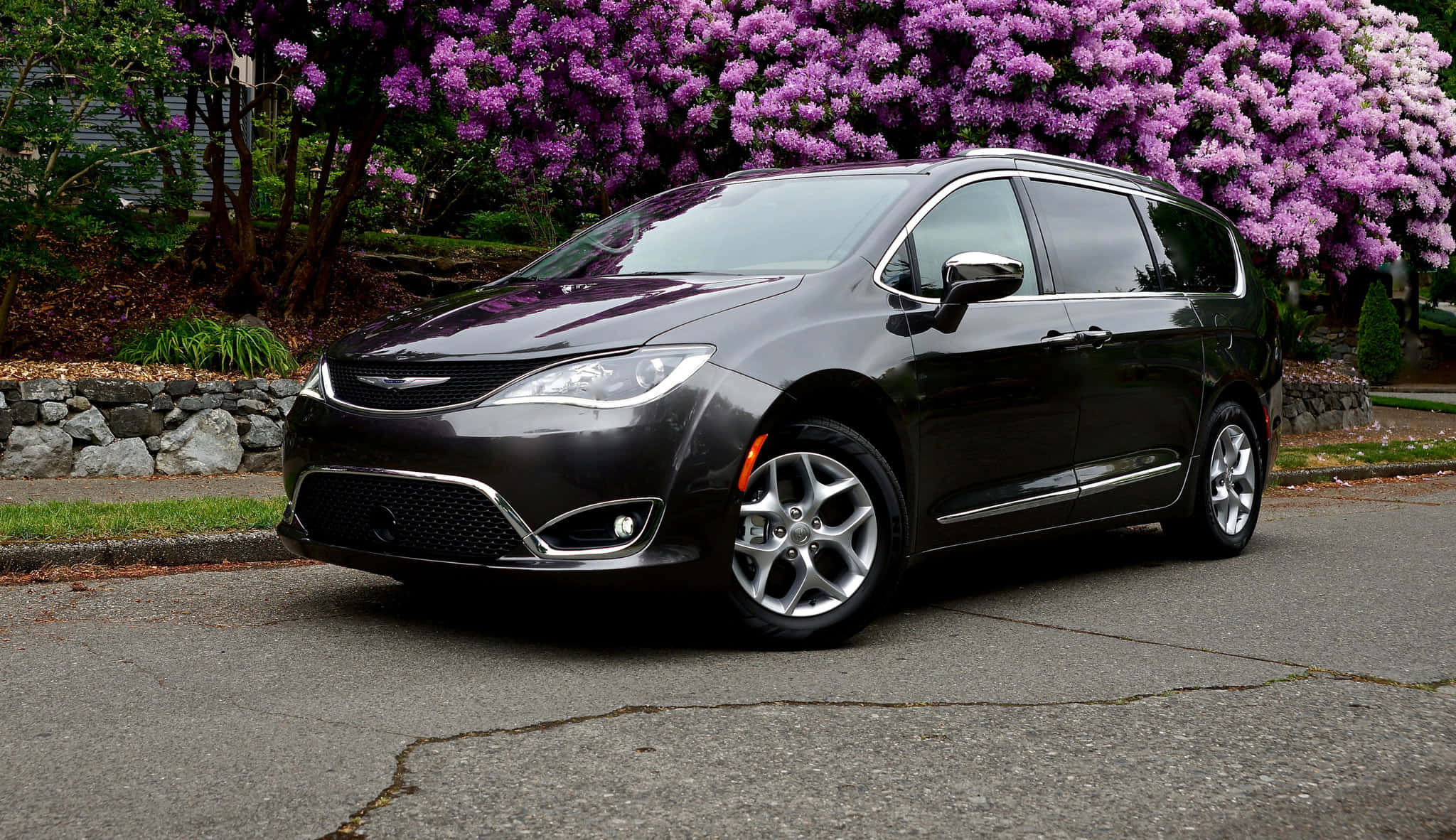 Chrysler Pacifica 桌布 壁紙 — 一架時尚的深灰色小型貨車停泊在裂開的瀝青路上，上方是生機勃勃的紫色花樹冠。